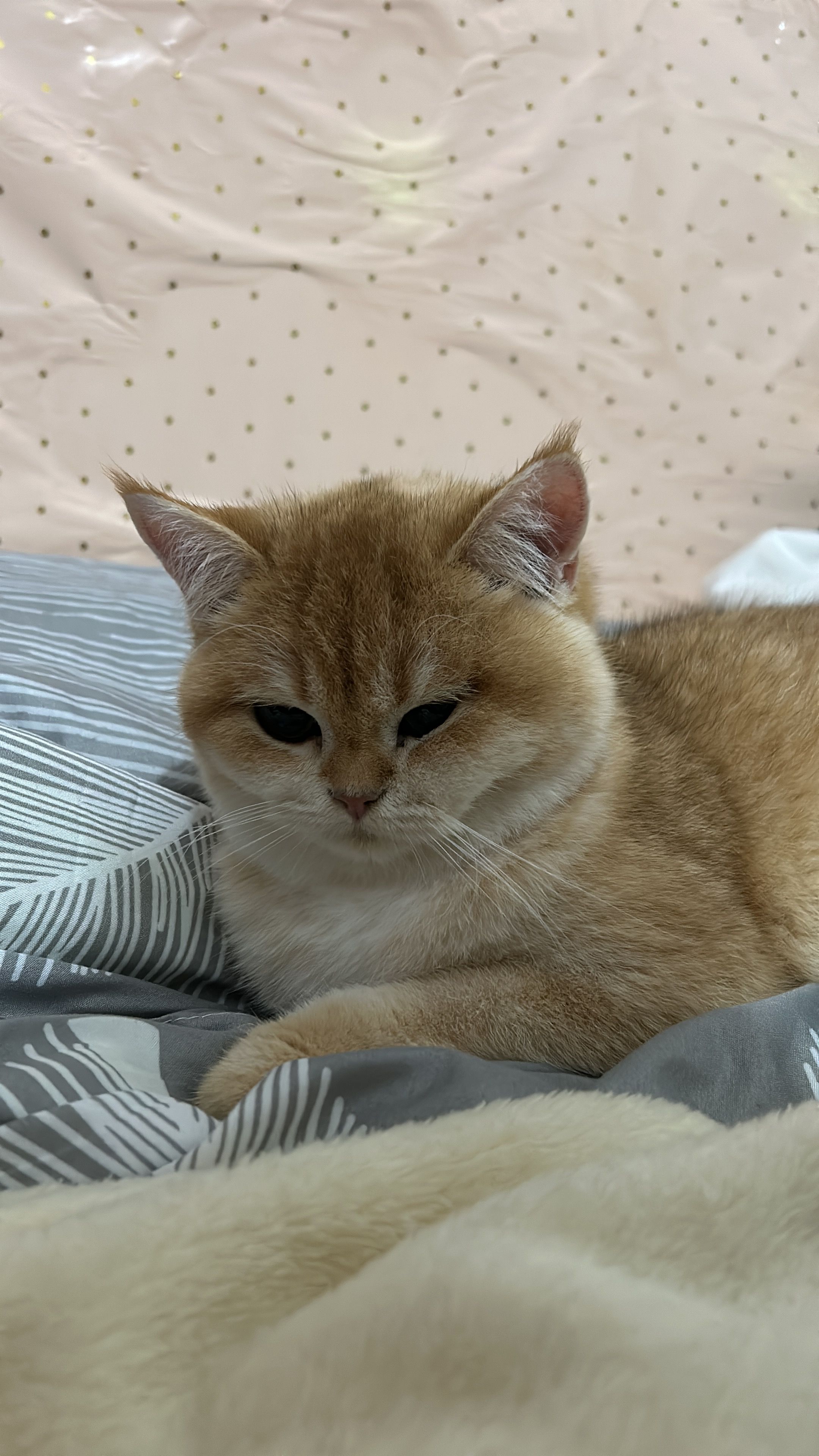 Yuanbao - Calle Guadarrama, El Viso de San Juan