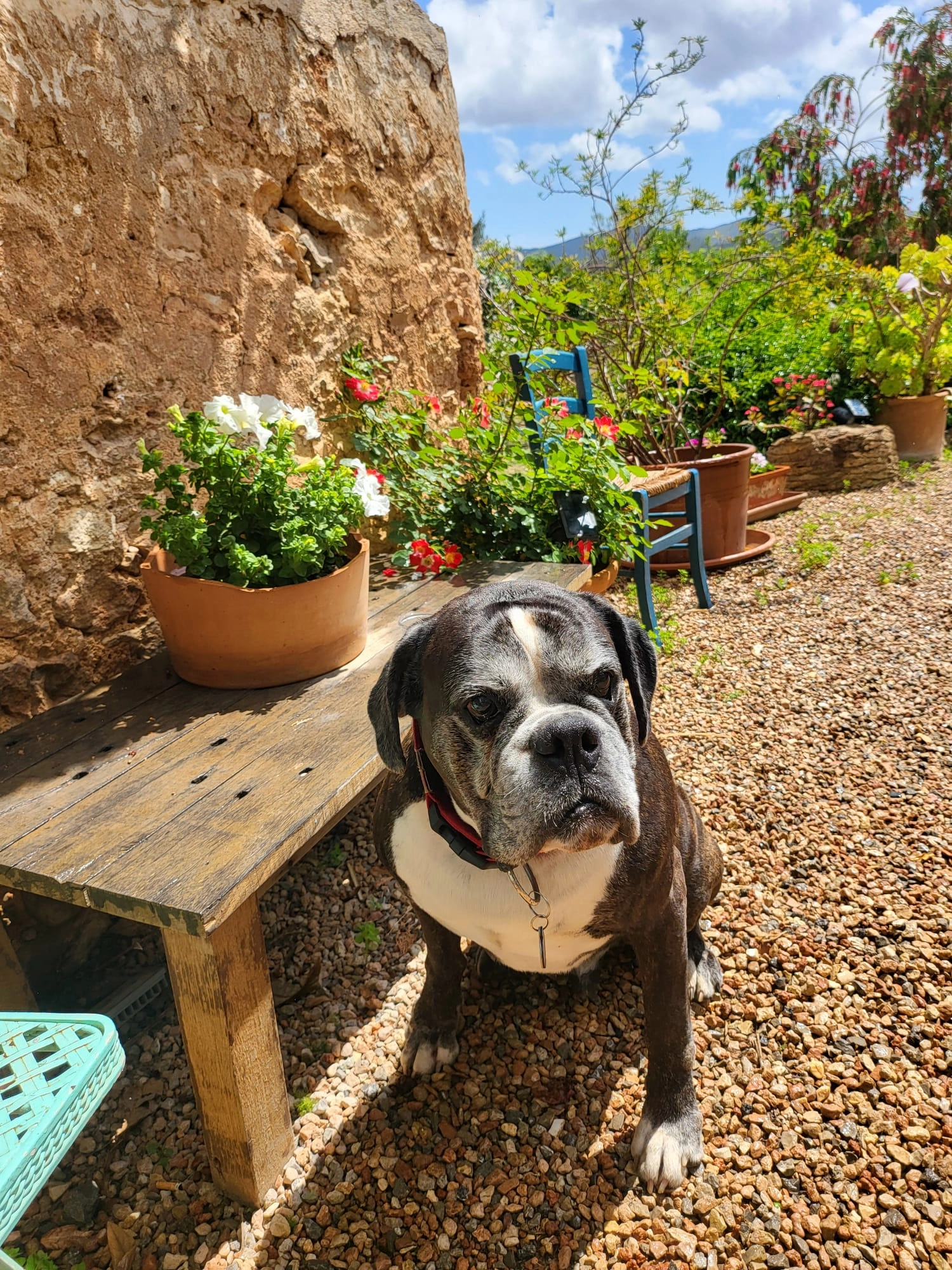 Maestro - Calle de Menorca 18, Calvià