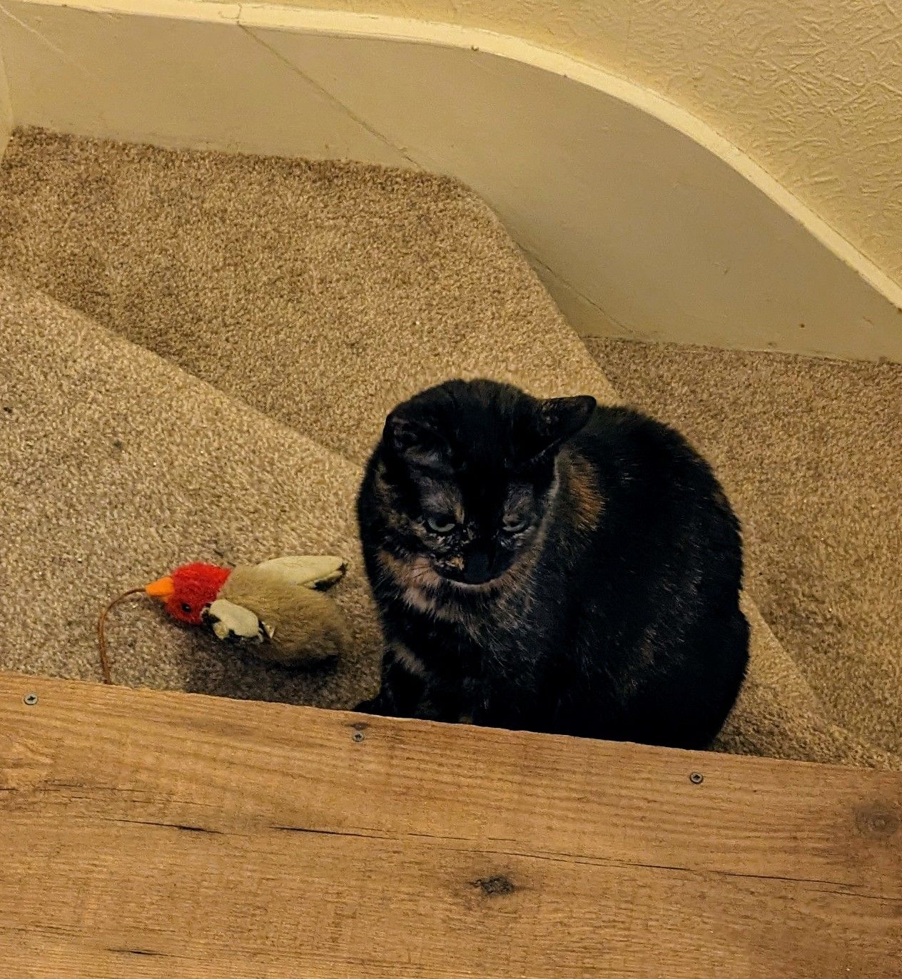 Tilly - NE192HS, Great Whittington 