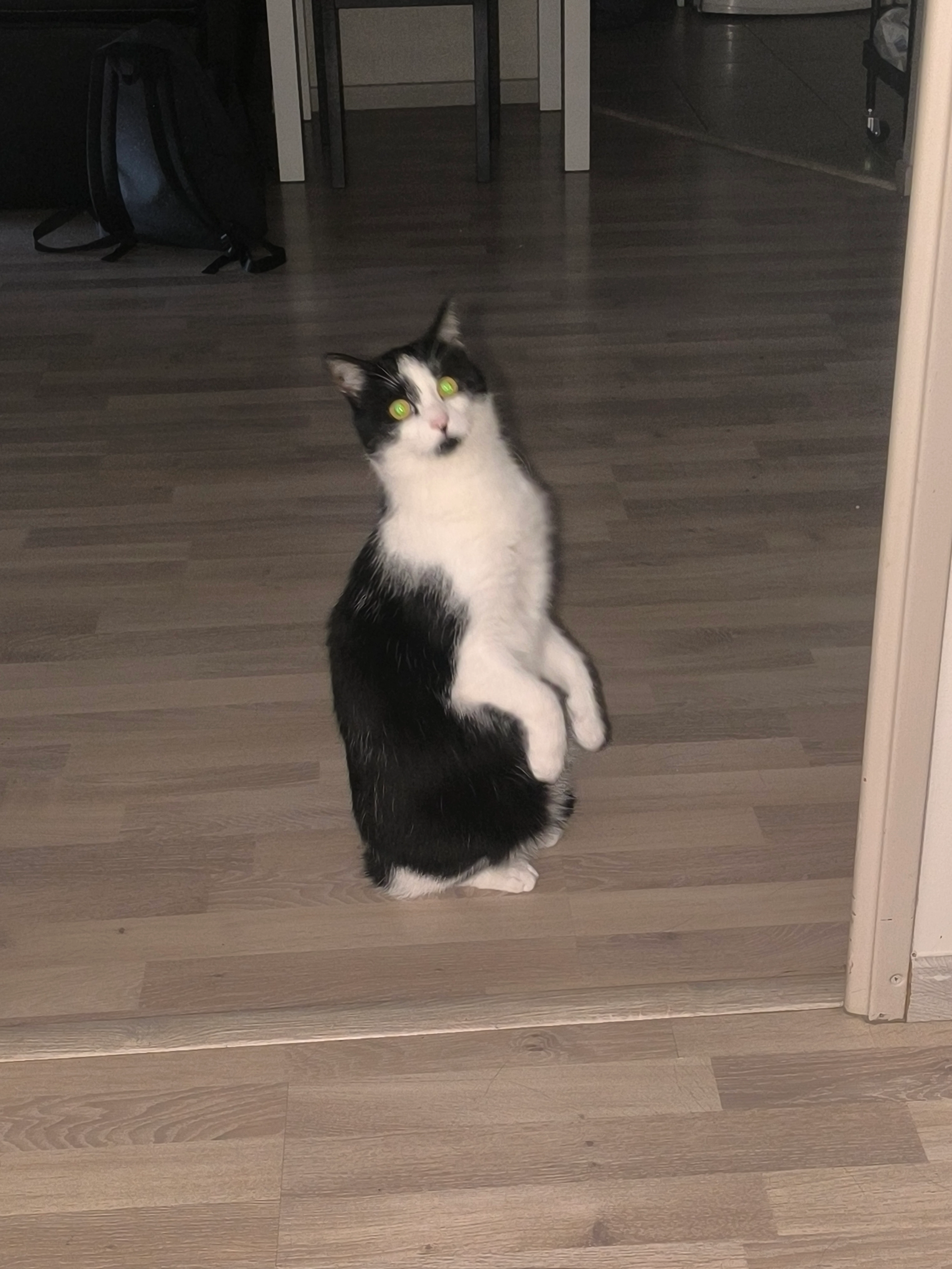 Shadow  - 237 Rue des Sarments, Bléré