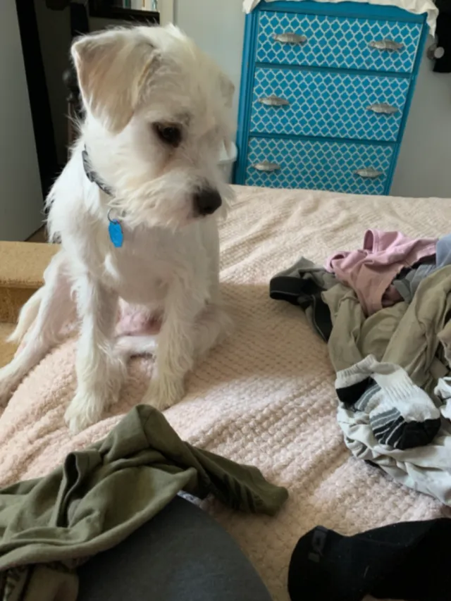 Ollie - 40 E Shoreway Dr, Sandusky