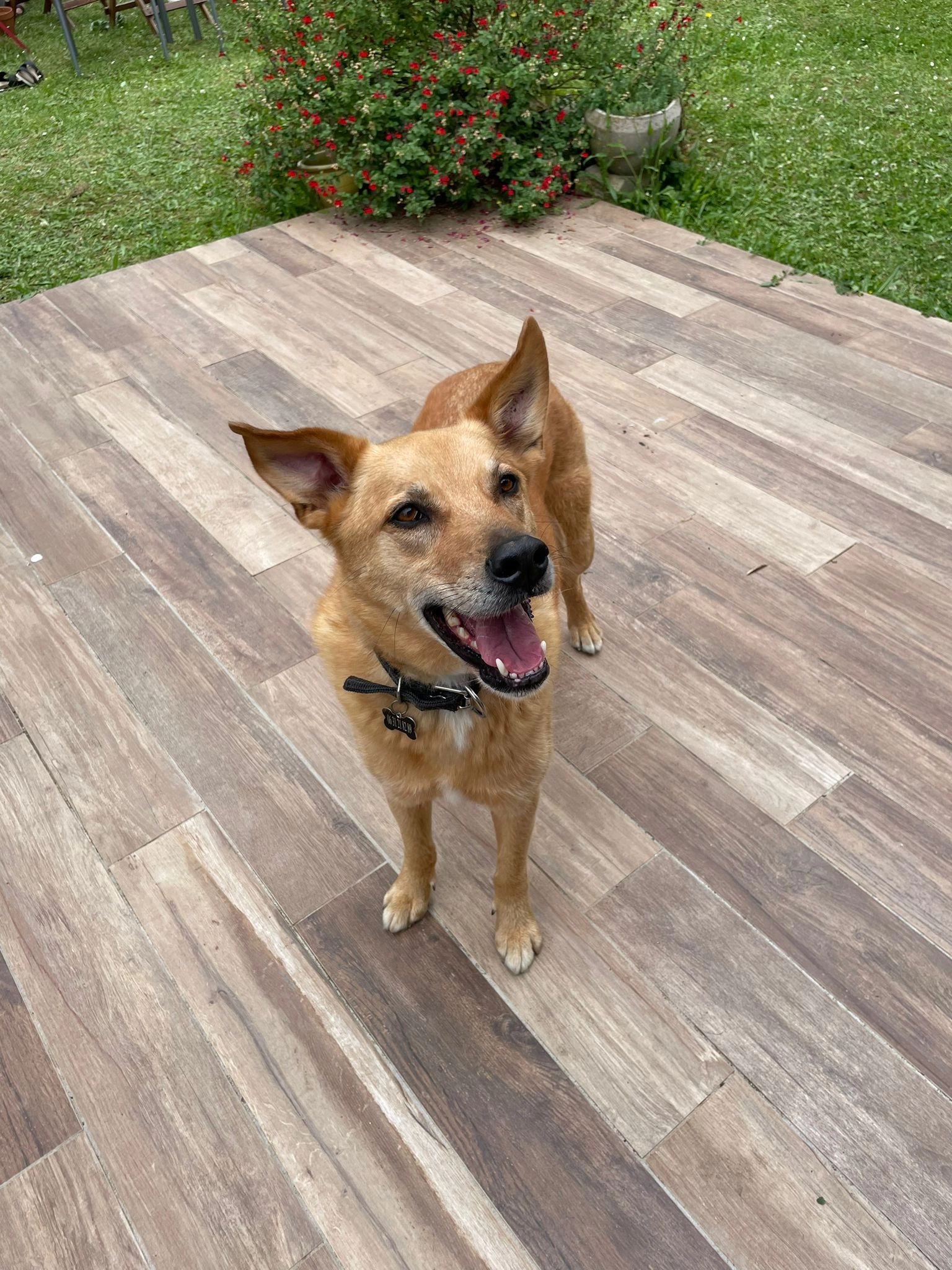 Peanuts - 17 Allée du Grand Mornas, Carry-le-Rouet