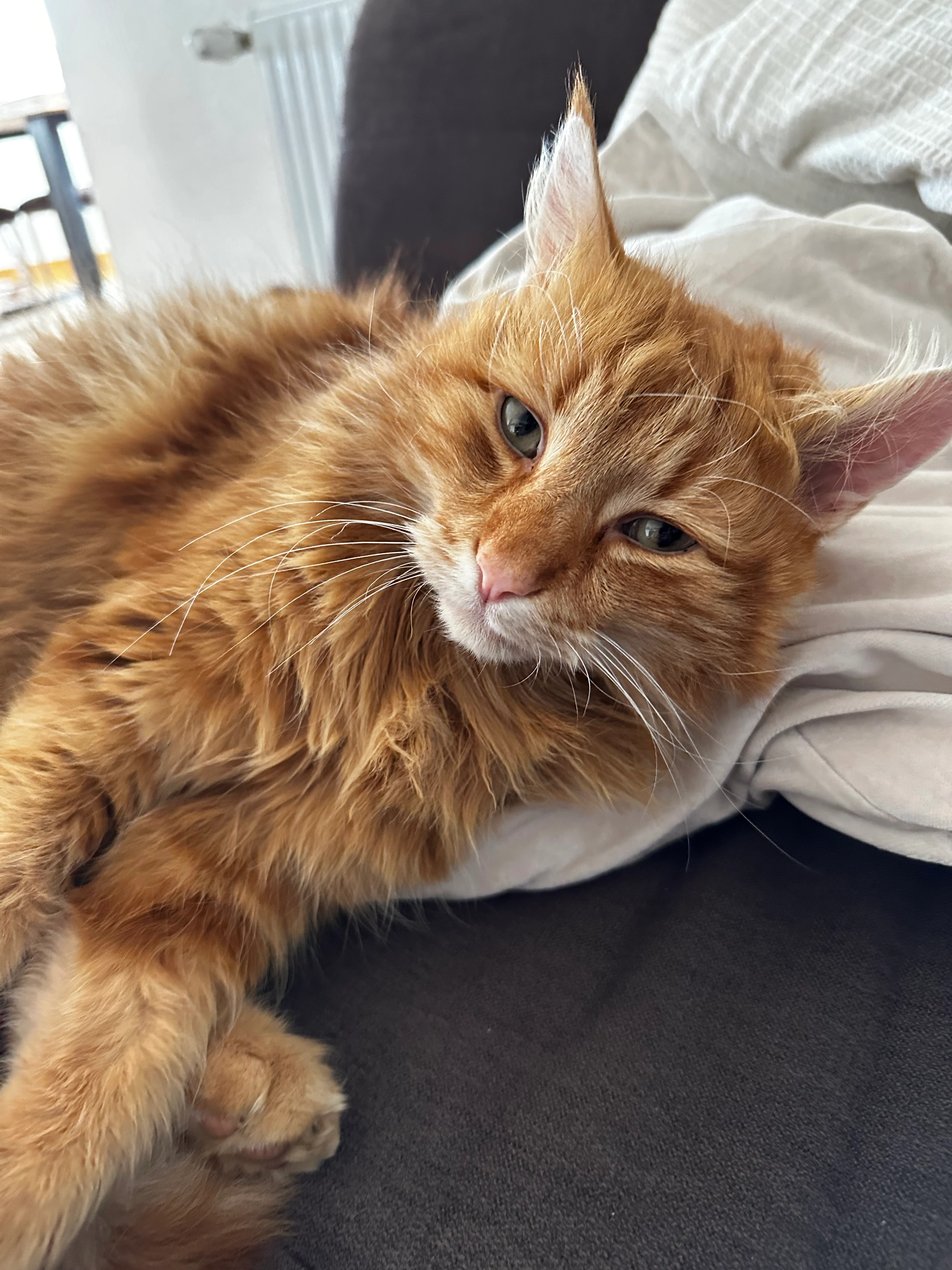 Charly - Krögner Weg 19, Sankt Georgen bei Salzburg