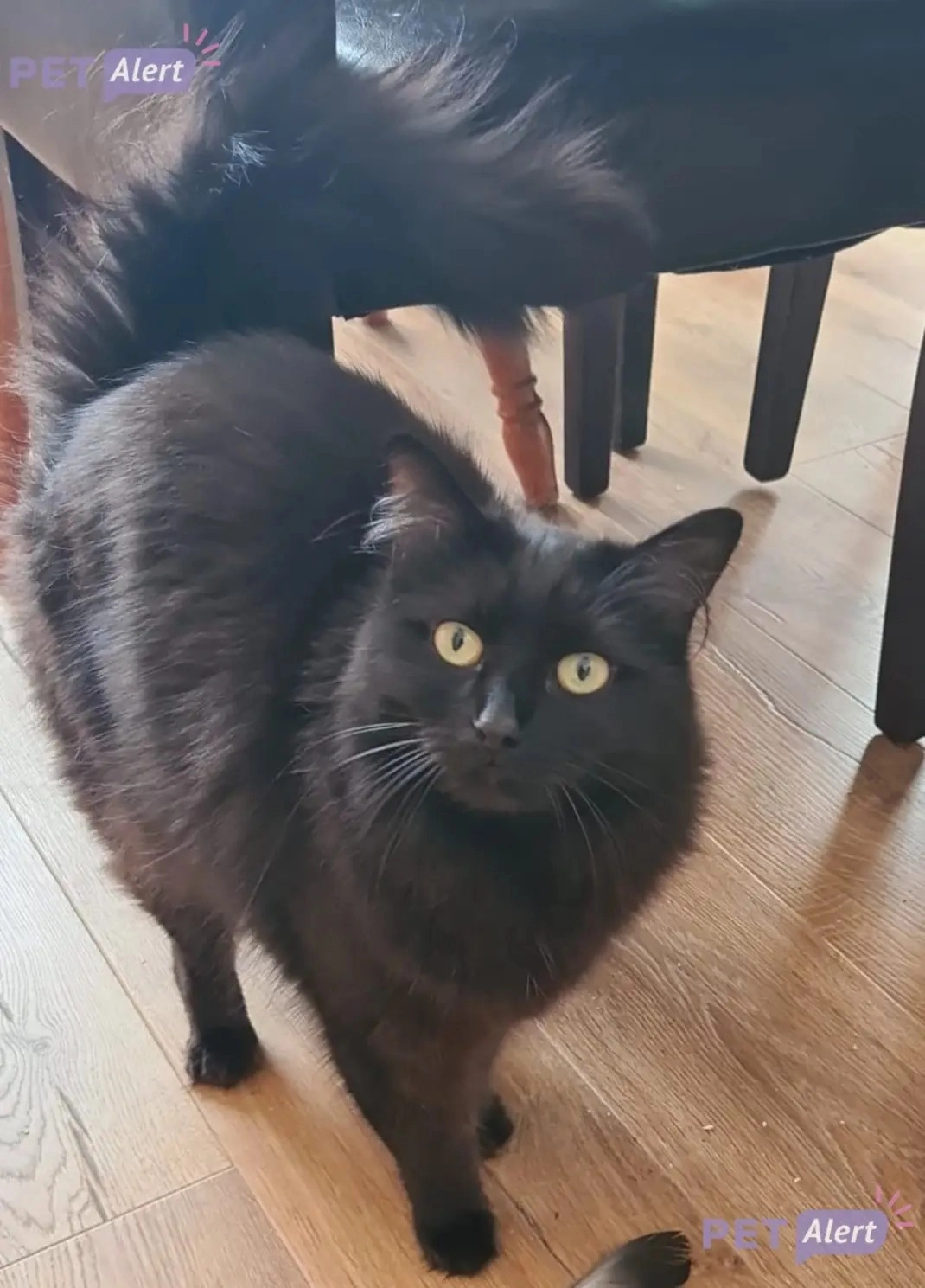 Maya - Rue de la Chapelle, Élesmes