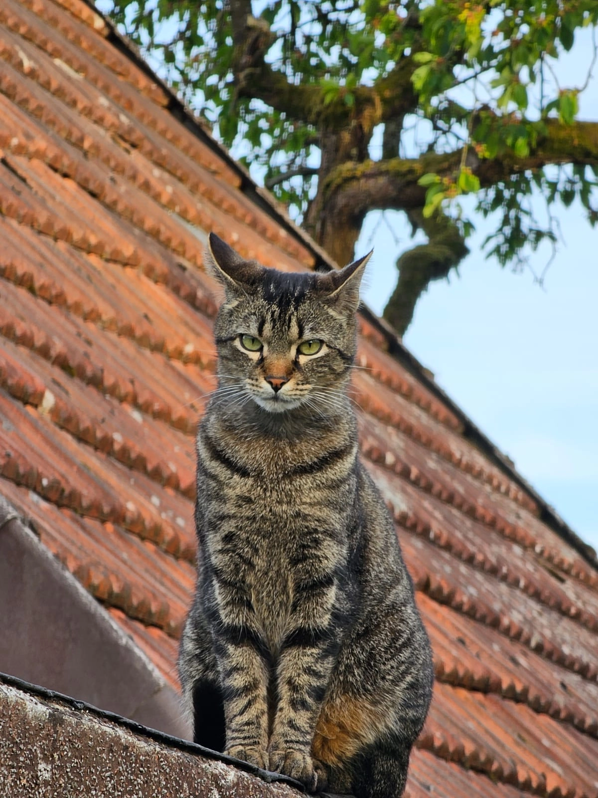 Tigre - Lortzingstraße, Bramsche