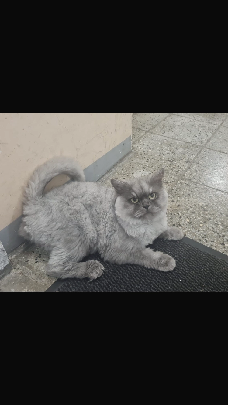 Memo - Albert-Schweitzer-Straße, Magdeburg