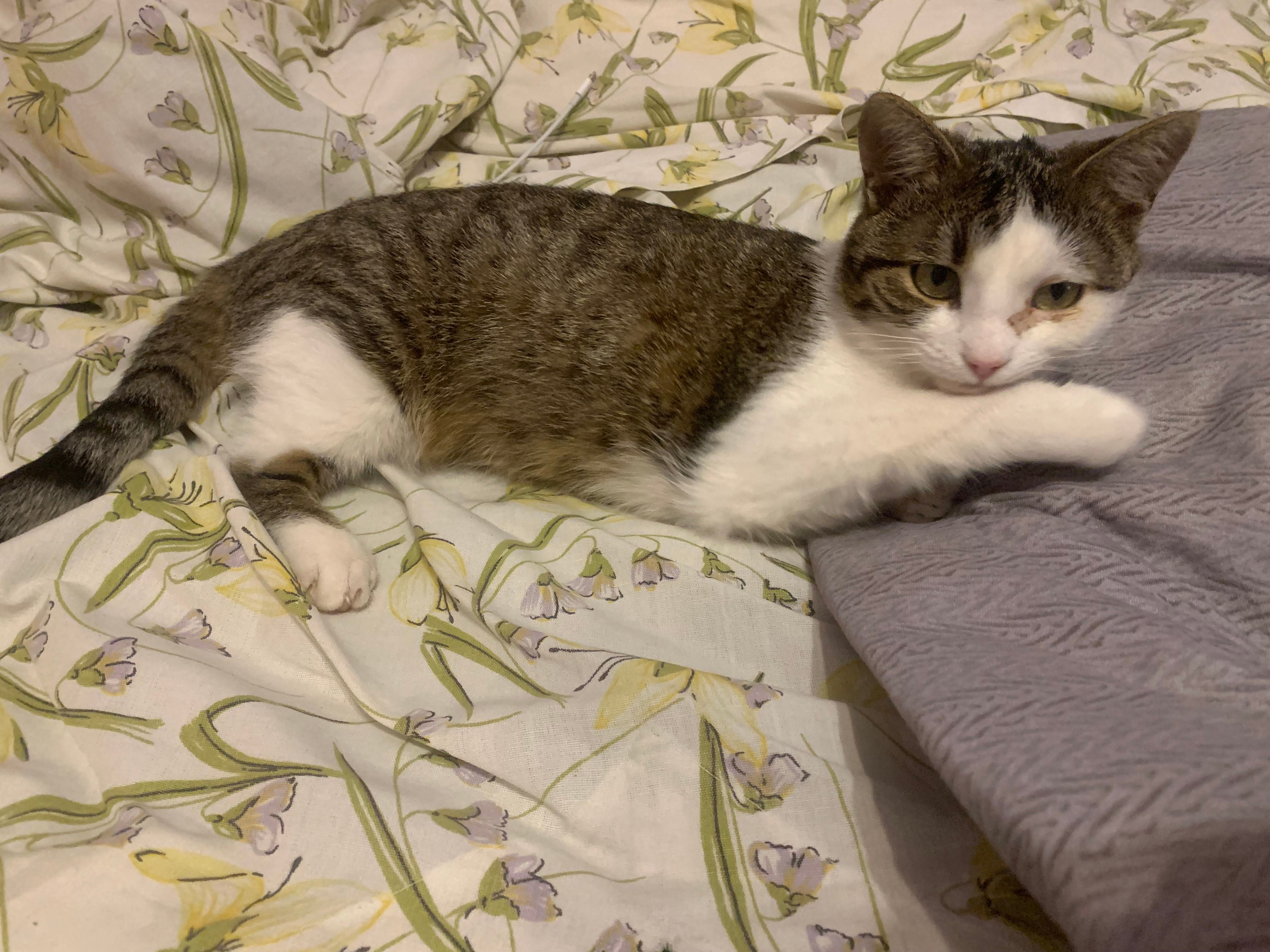 Misha - Stradela Sfântul Atanasie, Iași