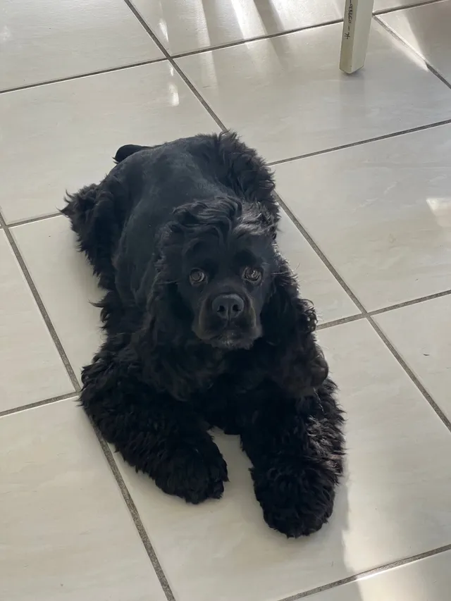Ozzy - 10086 NW 55th Ter, Doral