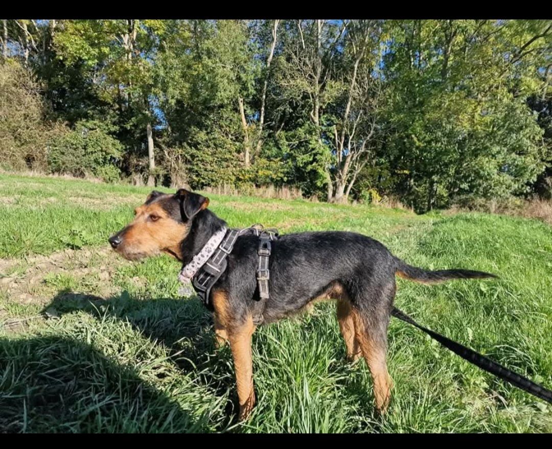 Dolly - Bell Lane, Ashford