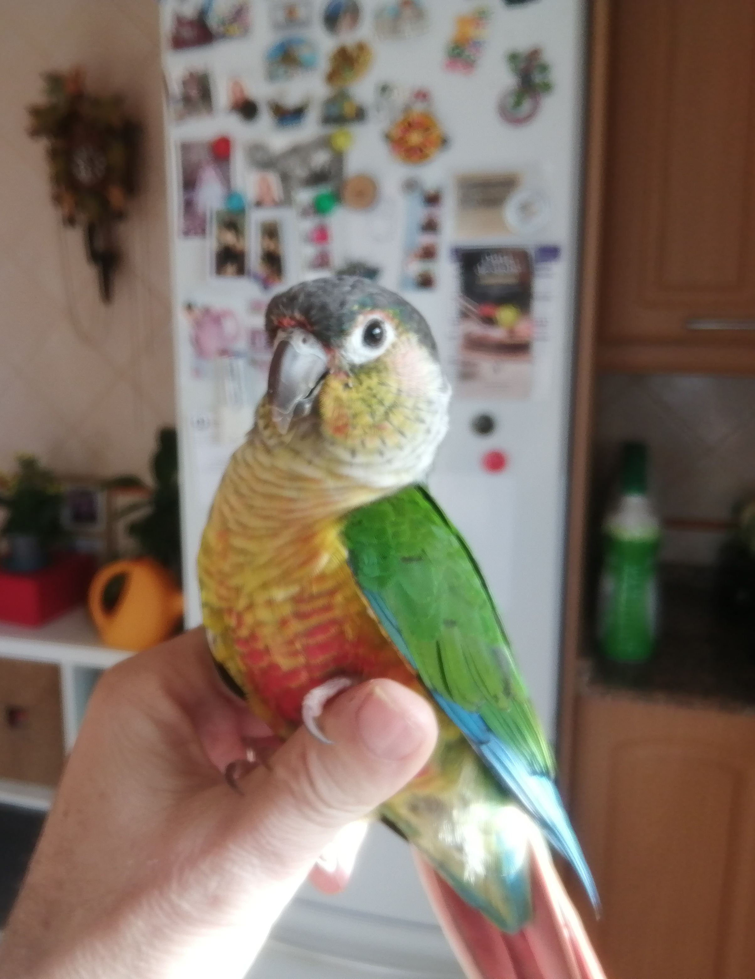 Bird - Cl Deu Ponts Dels, La Riera de Gaià