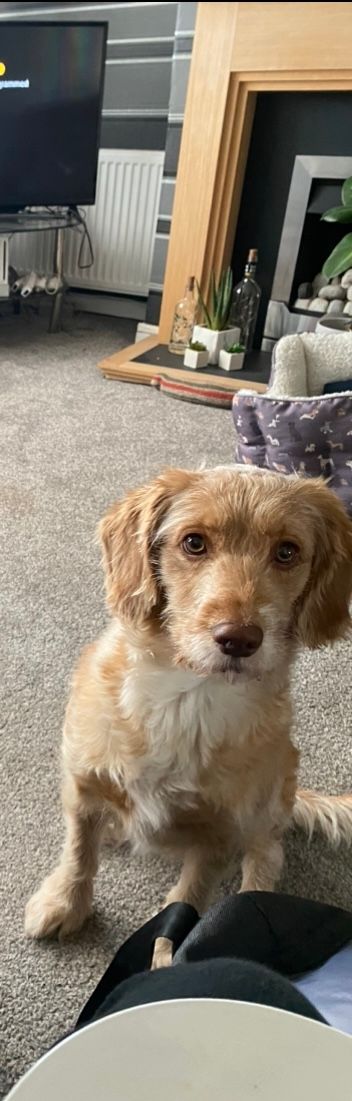 Lady - TQ13 0EH, Newton Abbot