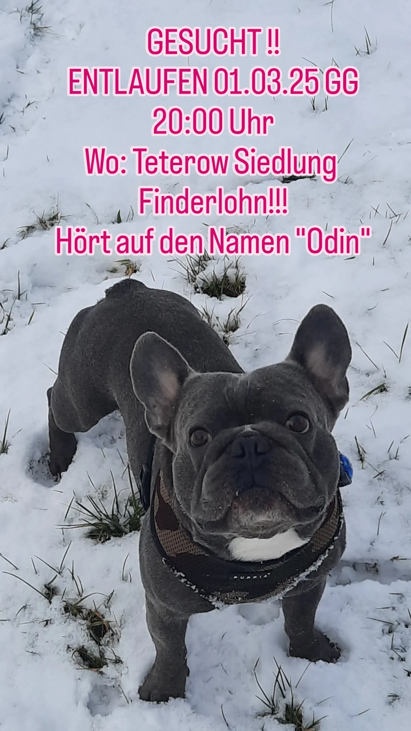 Odin - Pferdemarktstraße, Teterow