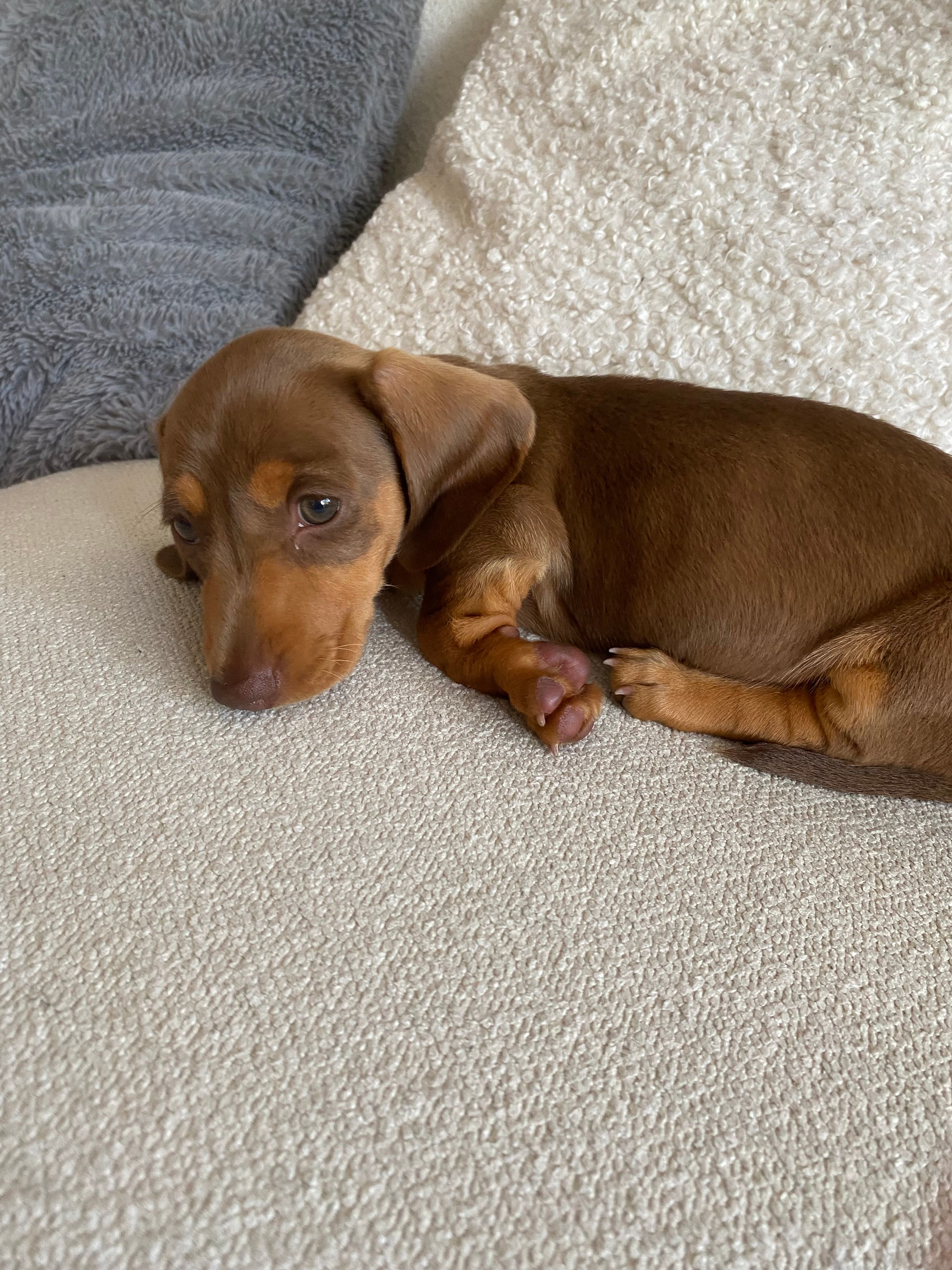 Olive  - Riverview Avenue, North Ferriby