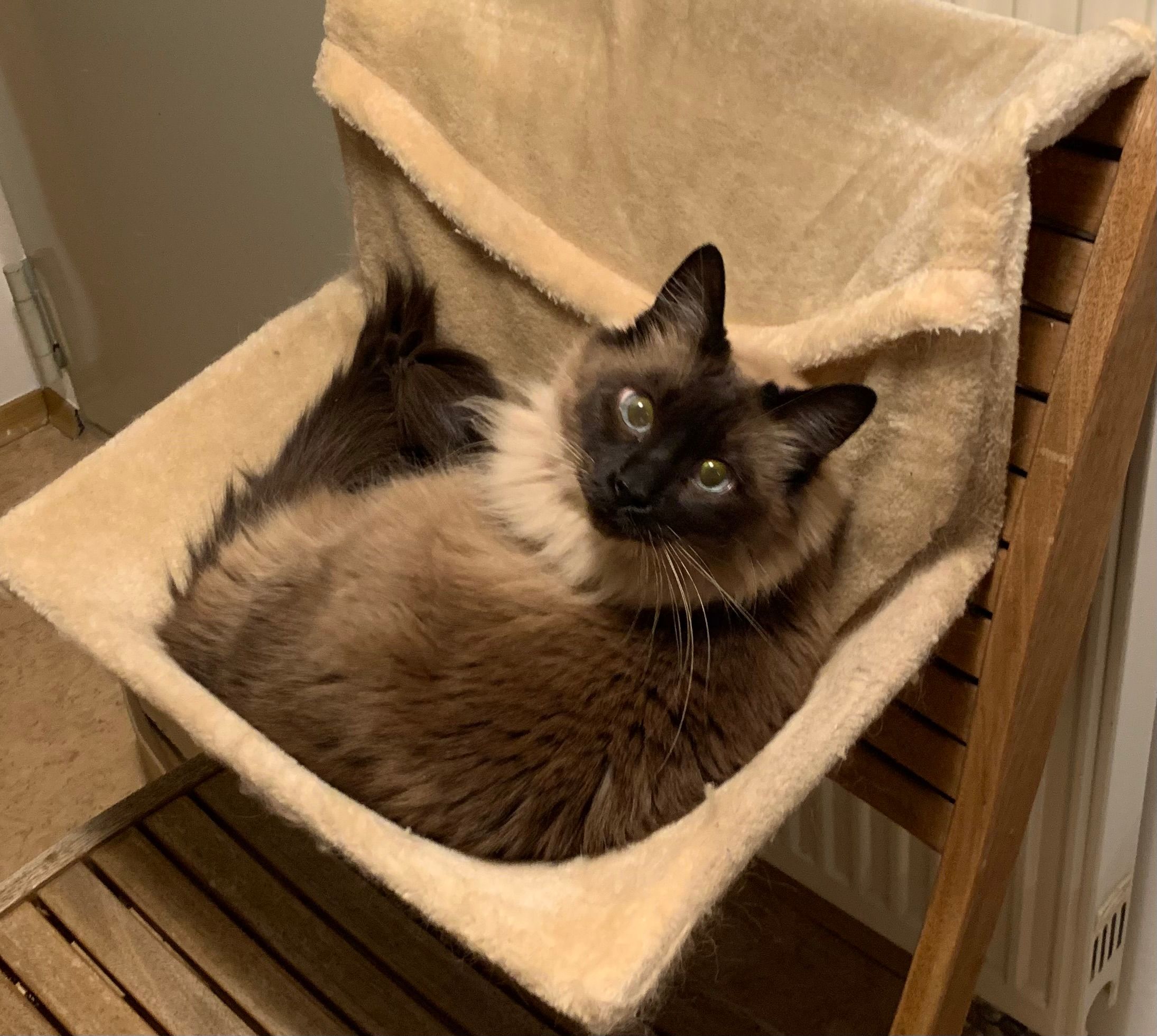 Frida - Degenhartstraße, Ingolstadt