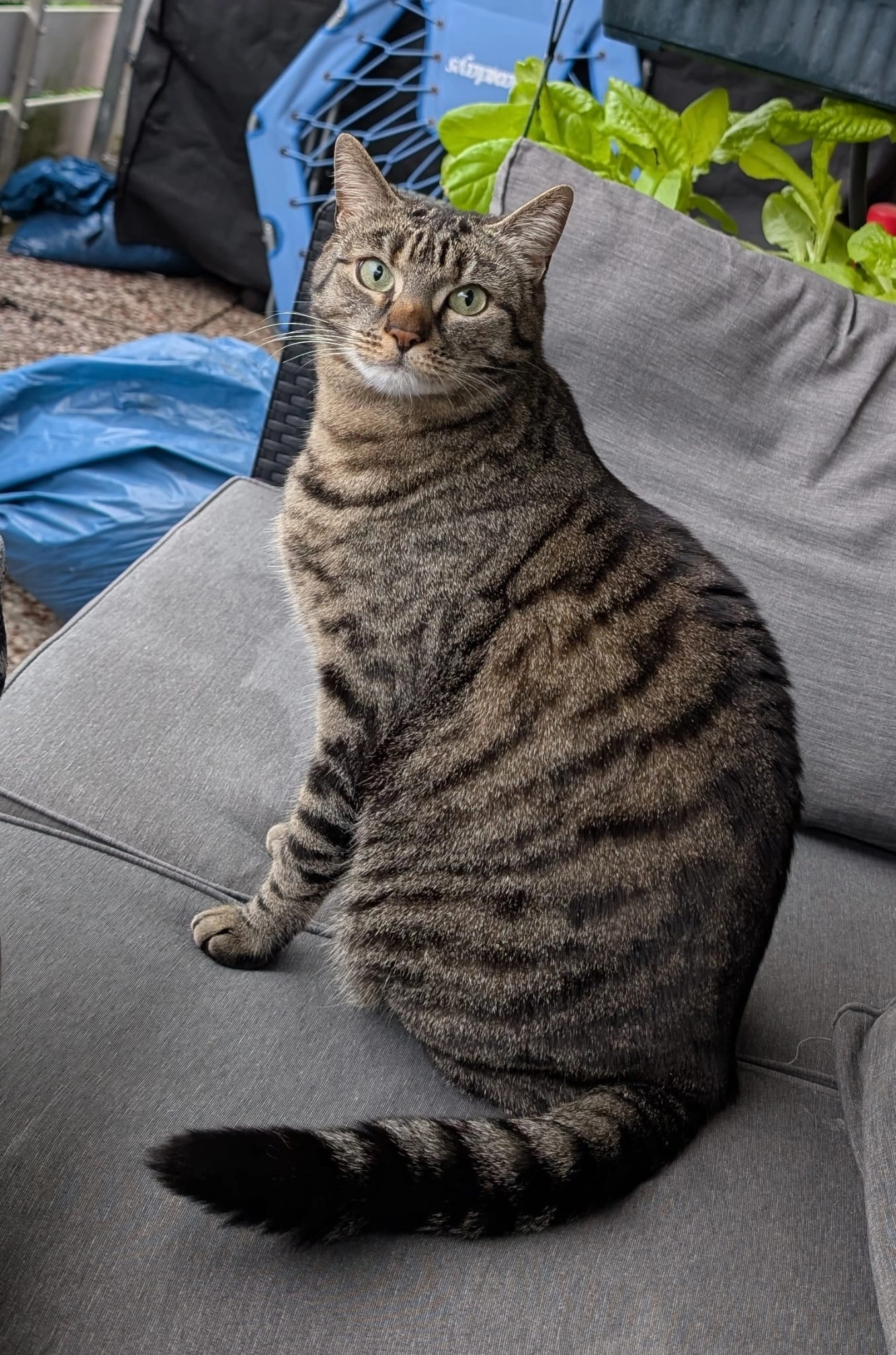 Salem - Das Große Feld, Rinteln