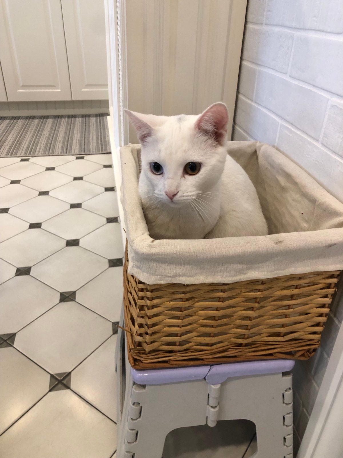 Lilly - Surrounding area of metro Delisi, Tbilisi