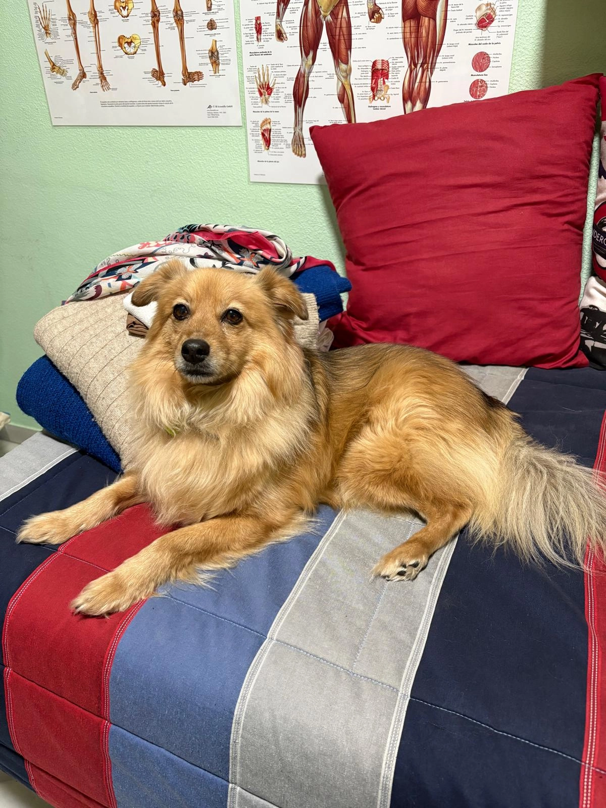 Greta - Calle Fernández Shaw, Málaga