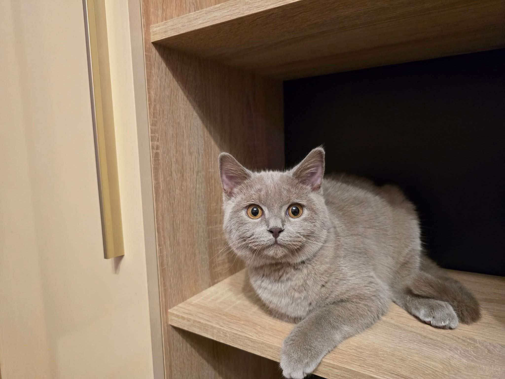 Luna - Bulevardul Republicii, Bârlad