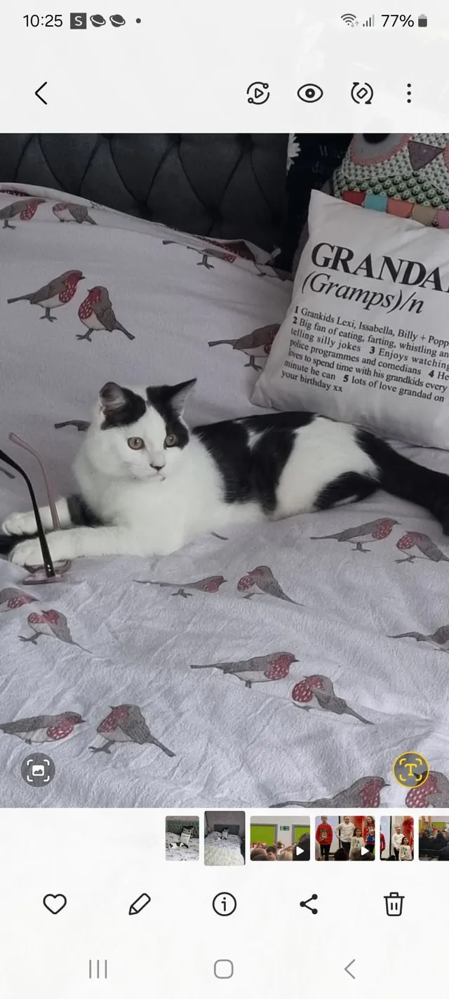 Bandit - Bevan Close, Trethomas