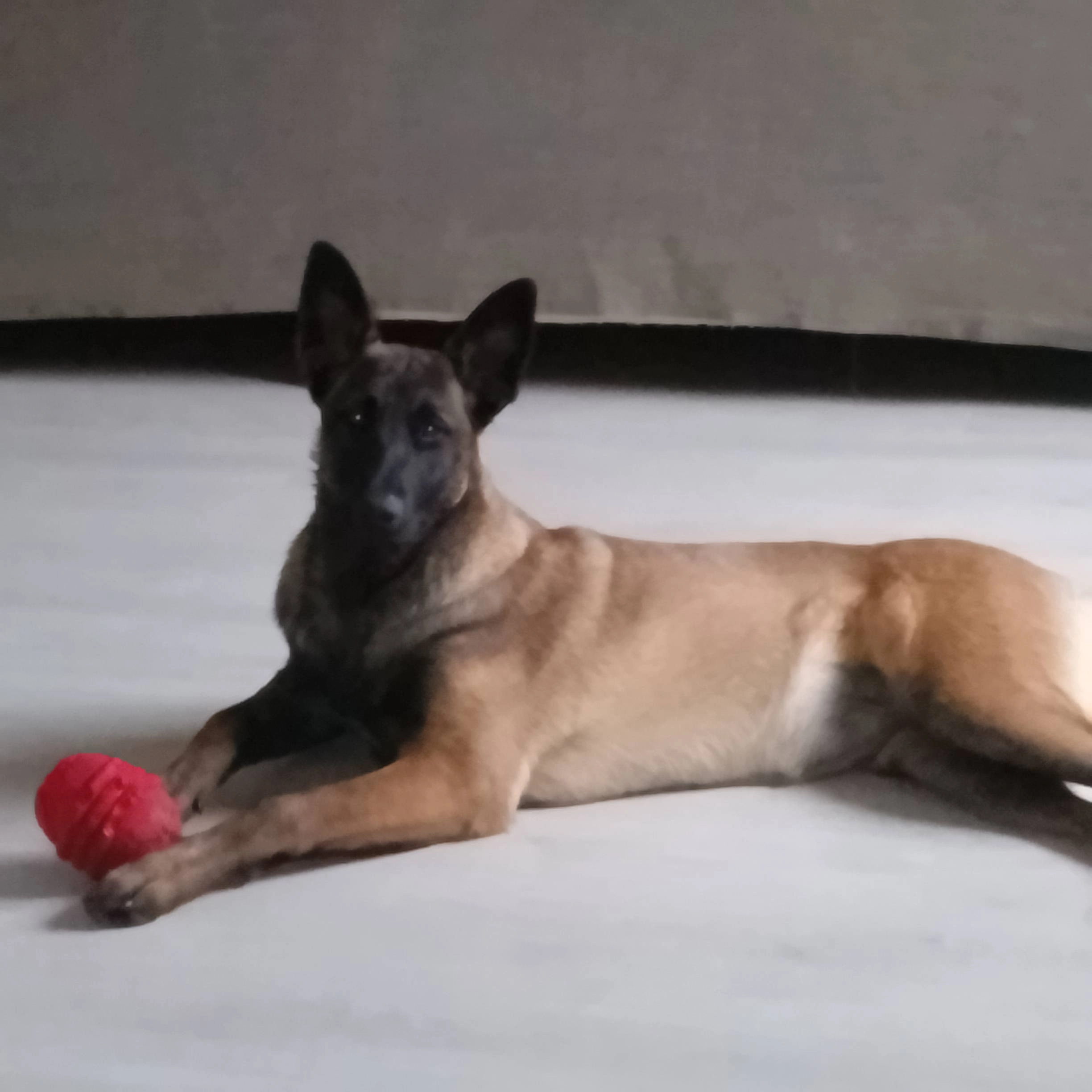 Laycka  - 33 Rue de Crèvecœur, Bulles