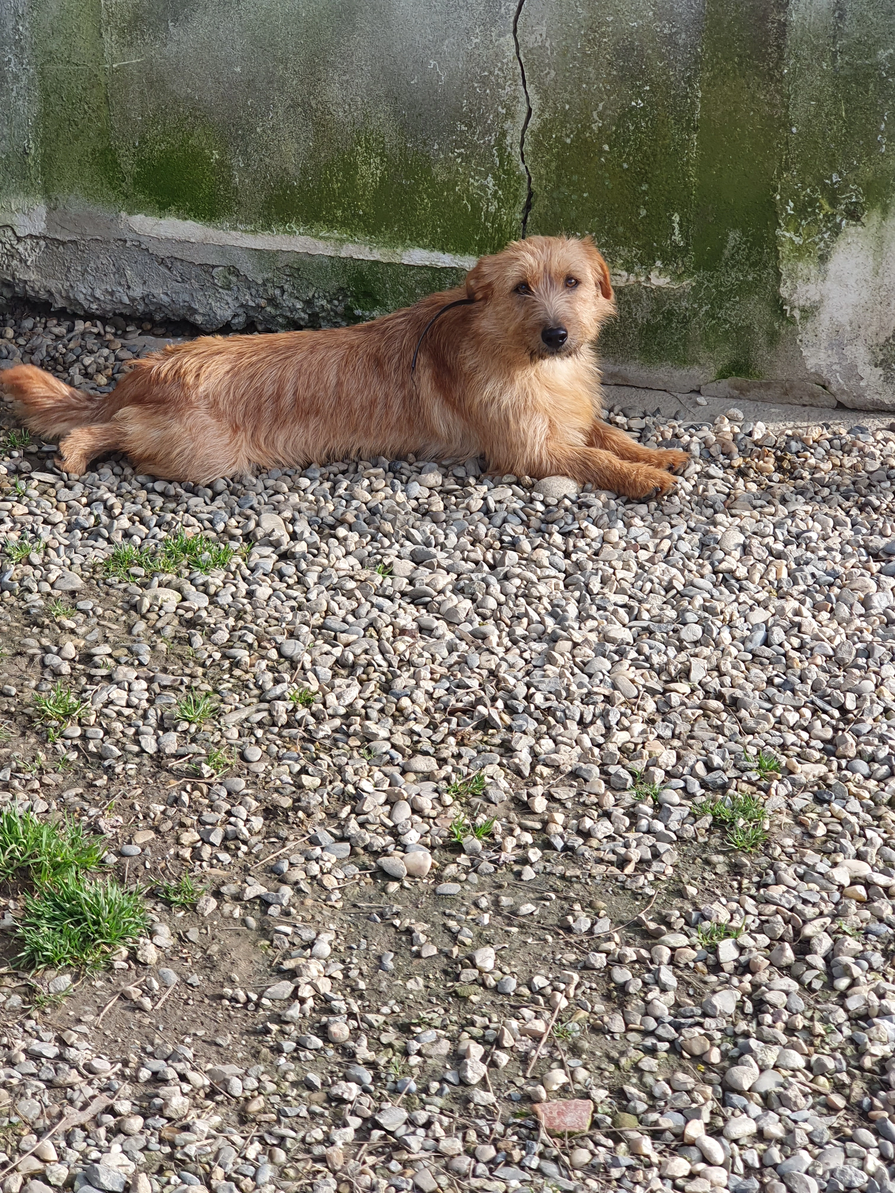 Junior  - 20 Route de la Biarne, Saint-Nicolas-de-la-Grave