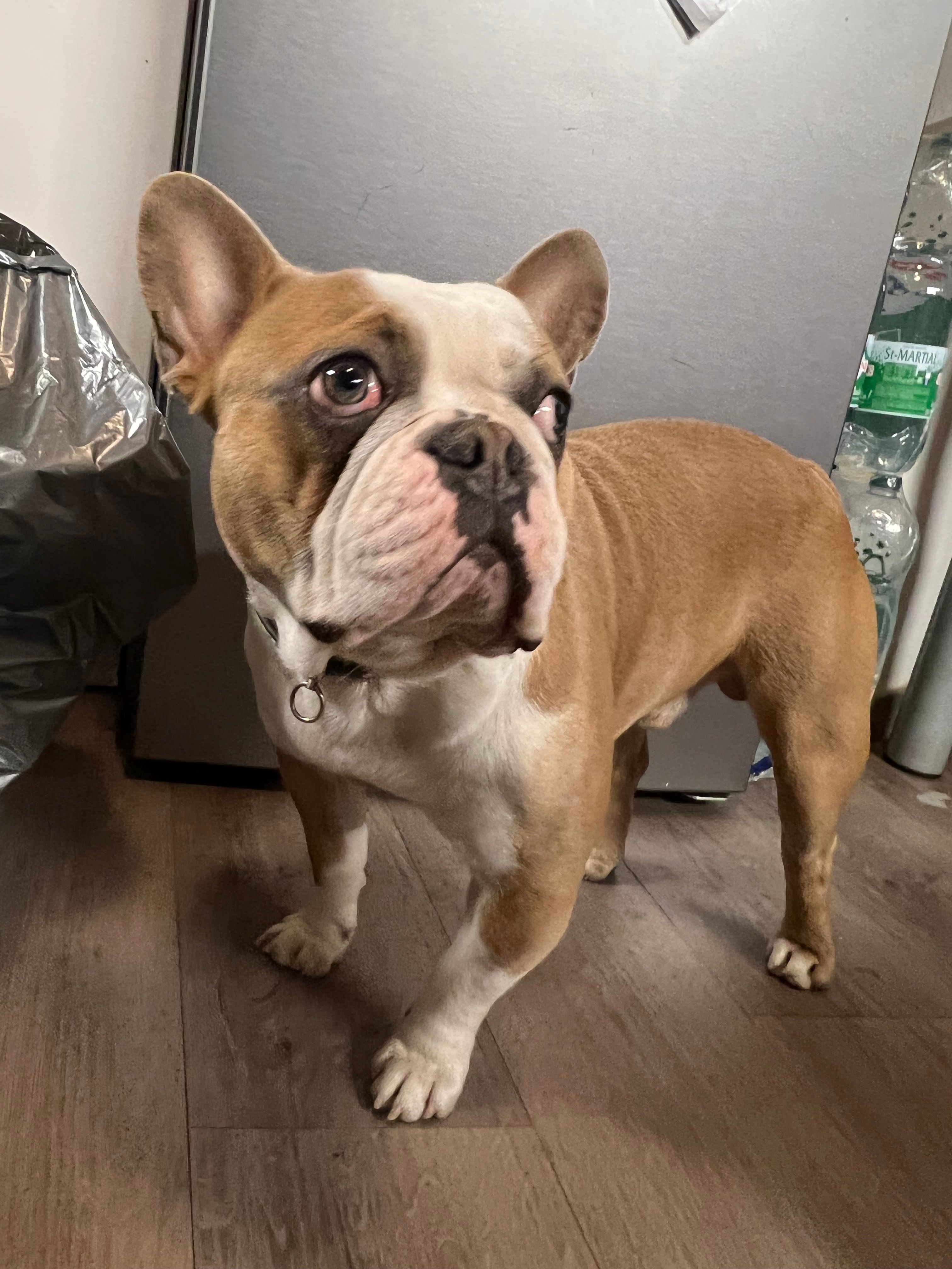 Cookie - Rue De Paris, Saint-Brice-sous-Forêt