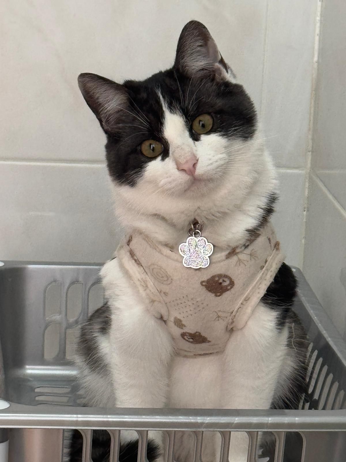 Jimmy - Cuesta de los Pilares 3, La Guardia