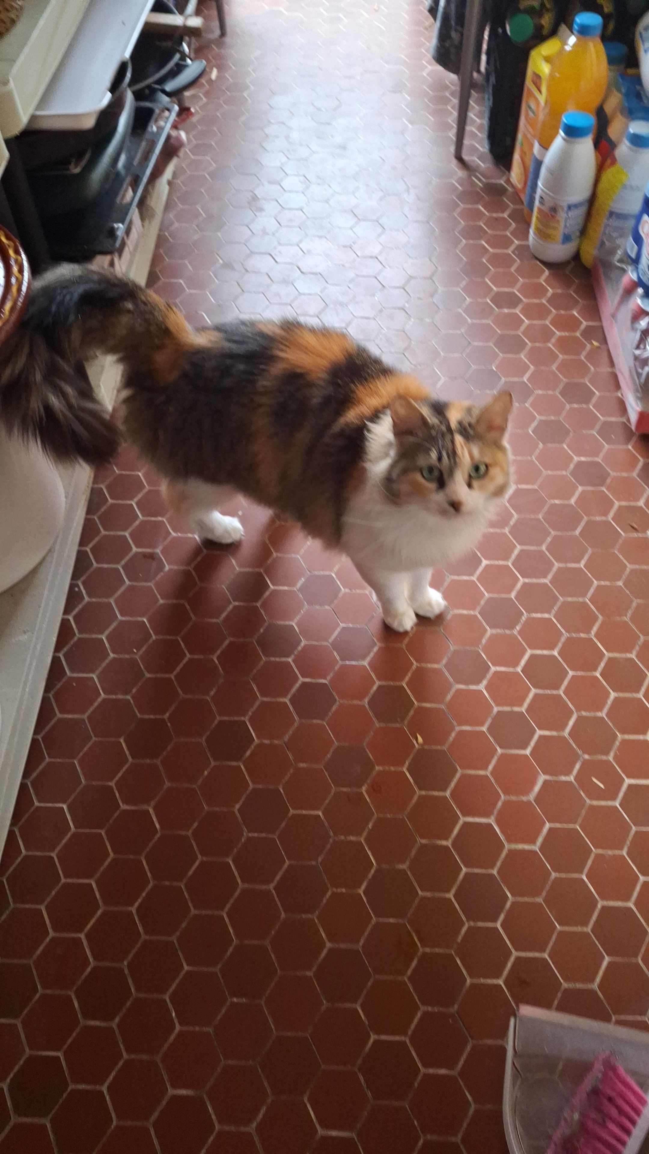 Kiwi - Avenue Maréchal De Lattre De Tassigny, Pierrelatte