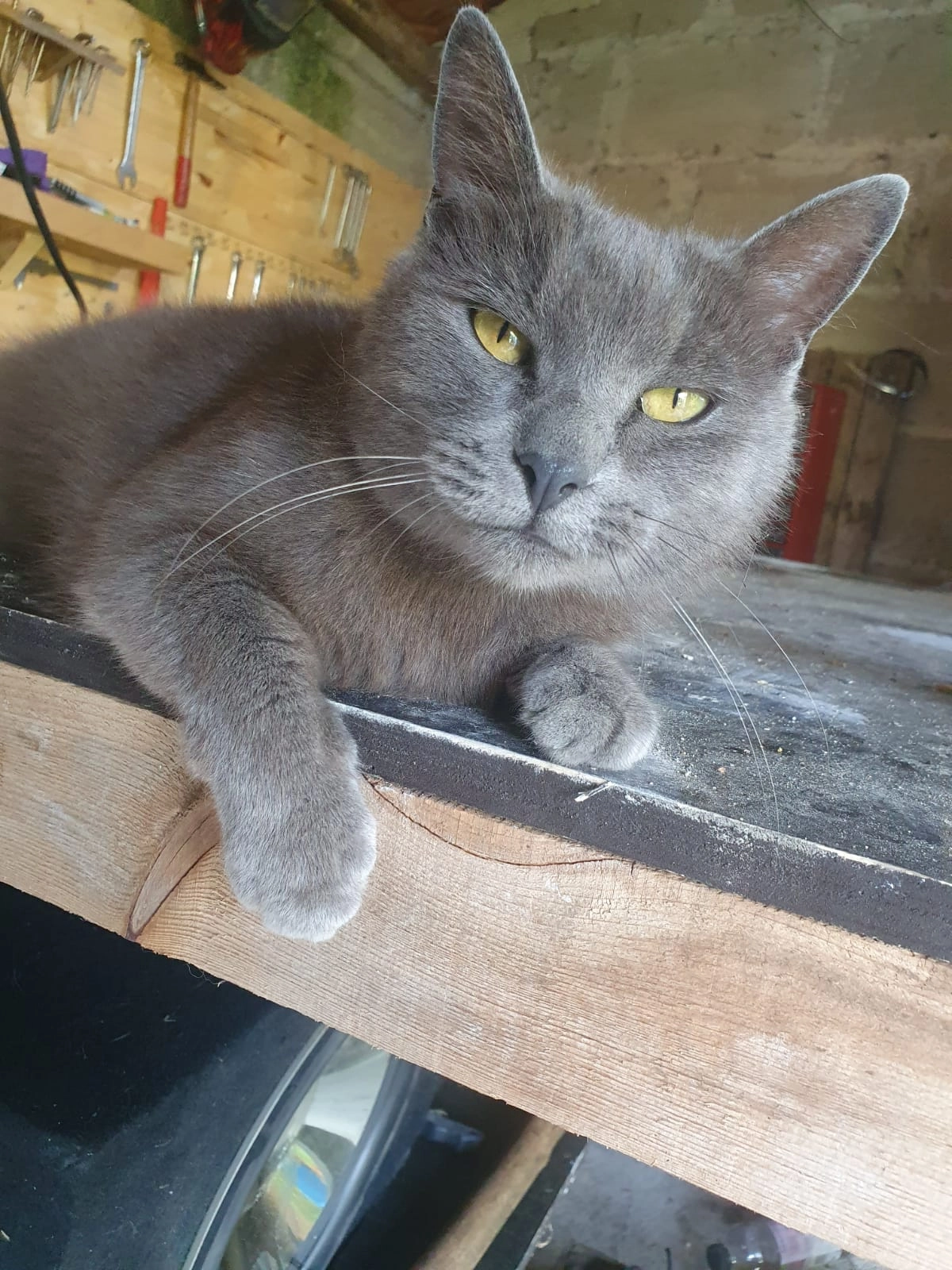 Havana  - Noellet, Saint-Yzan-de-Soudiac