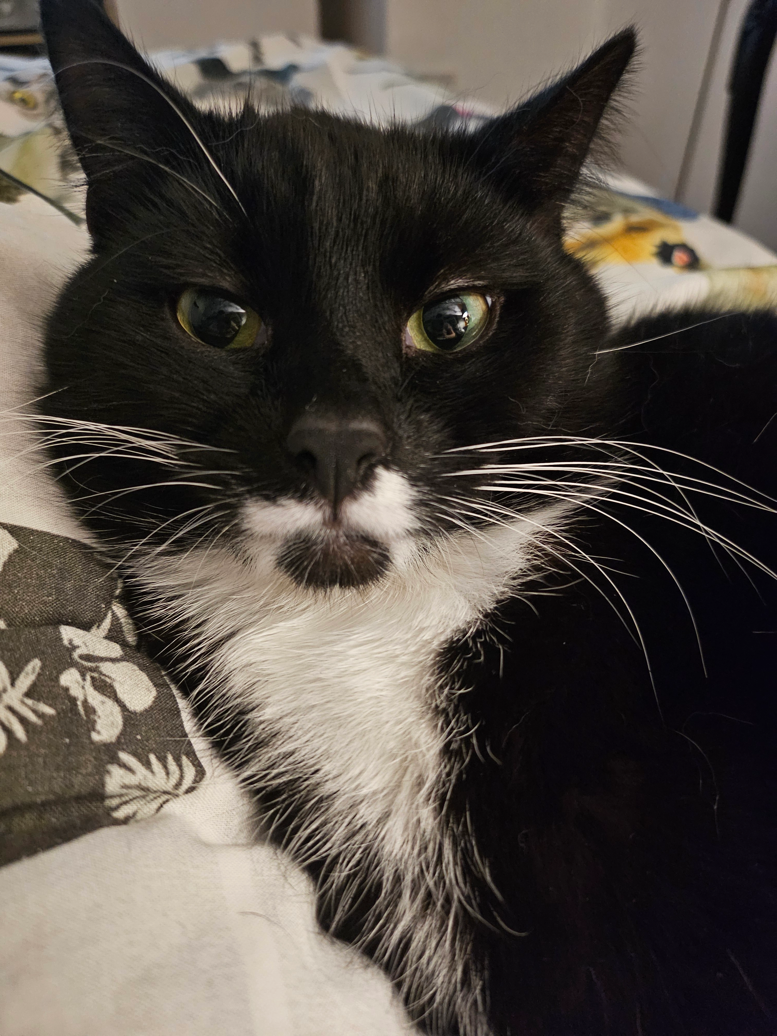 Cleo - Langholme Drive, York