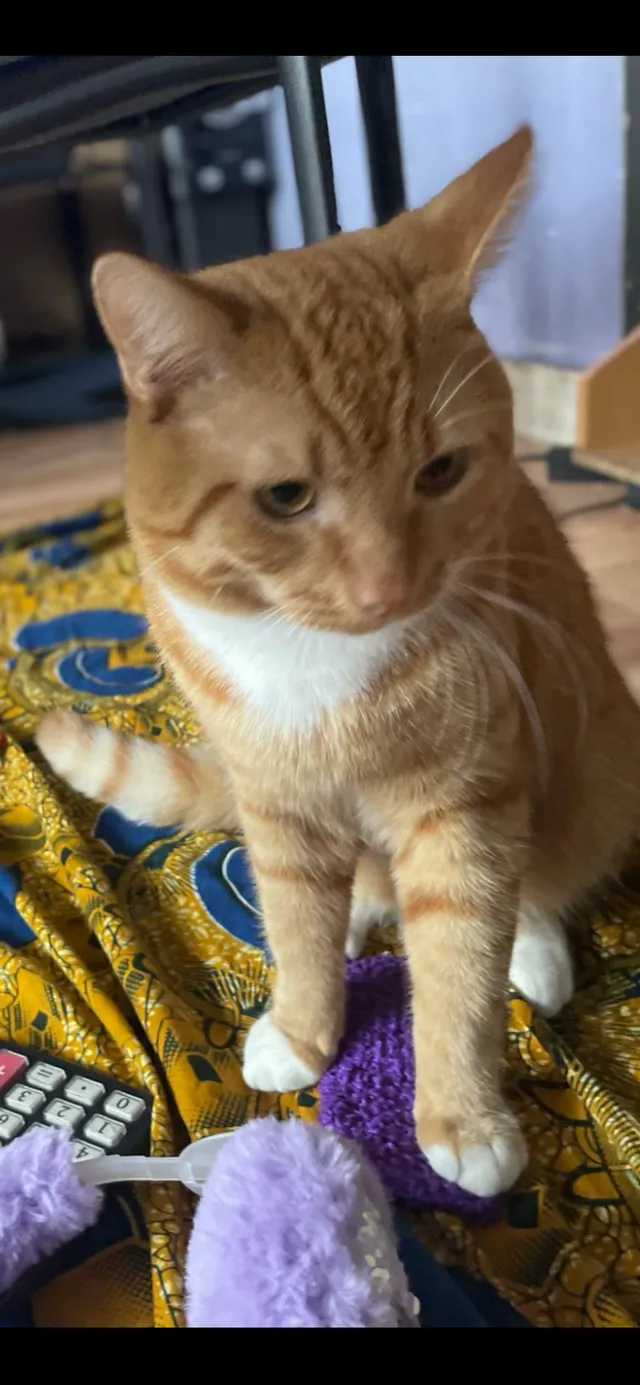 enzo - Waldorf Close, South Croydon