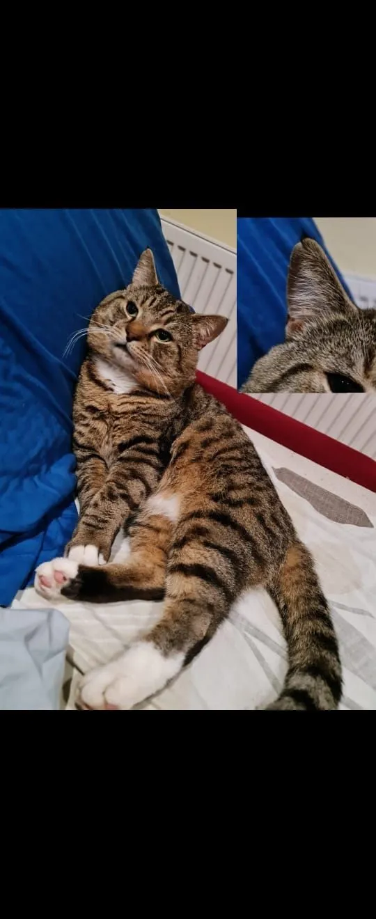 Geralt - Eton Crescent, Milton Keynes