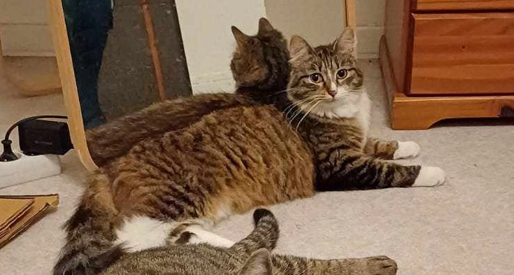 Nala - Rue Robert Ranjard, Tours