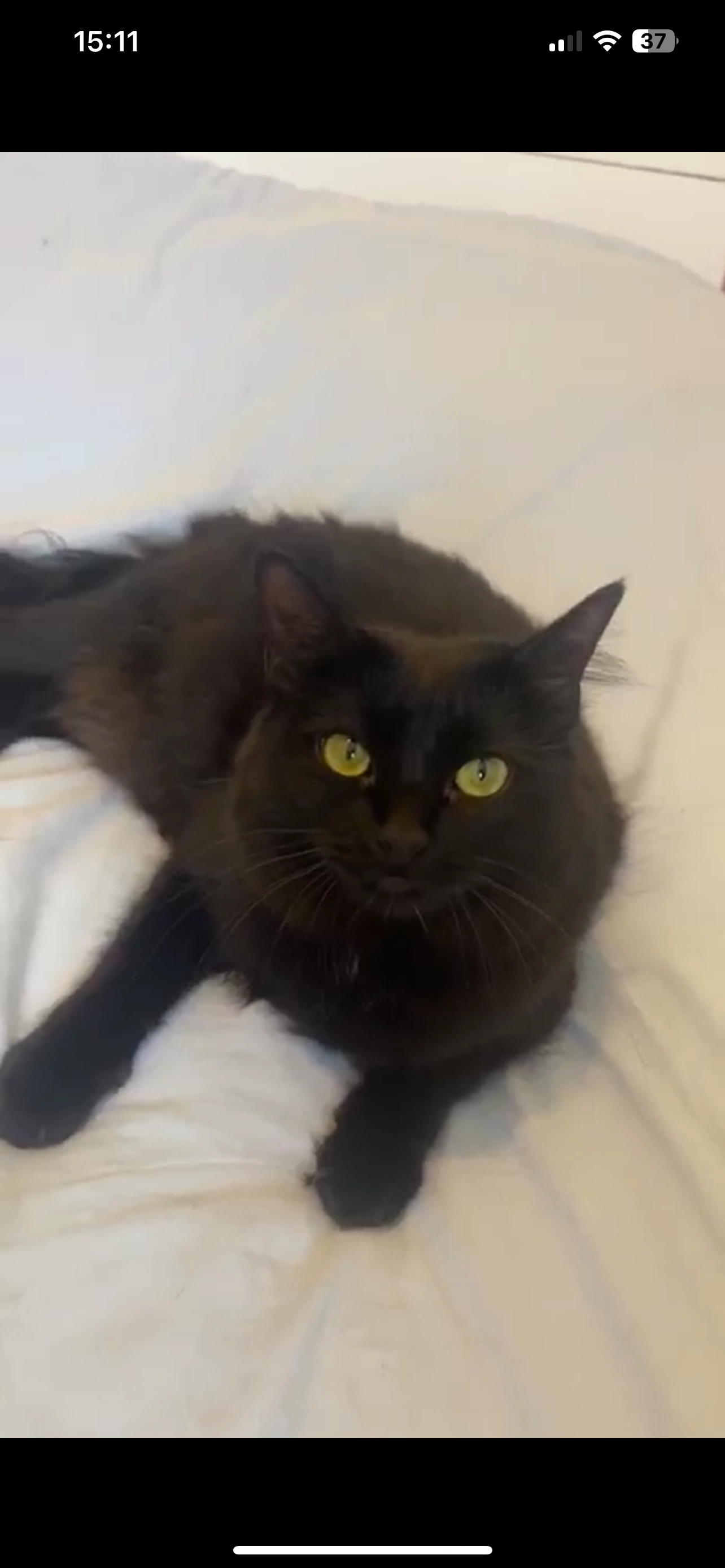 Bulle - Avenue Béziou, Pau