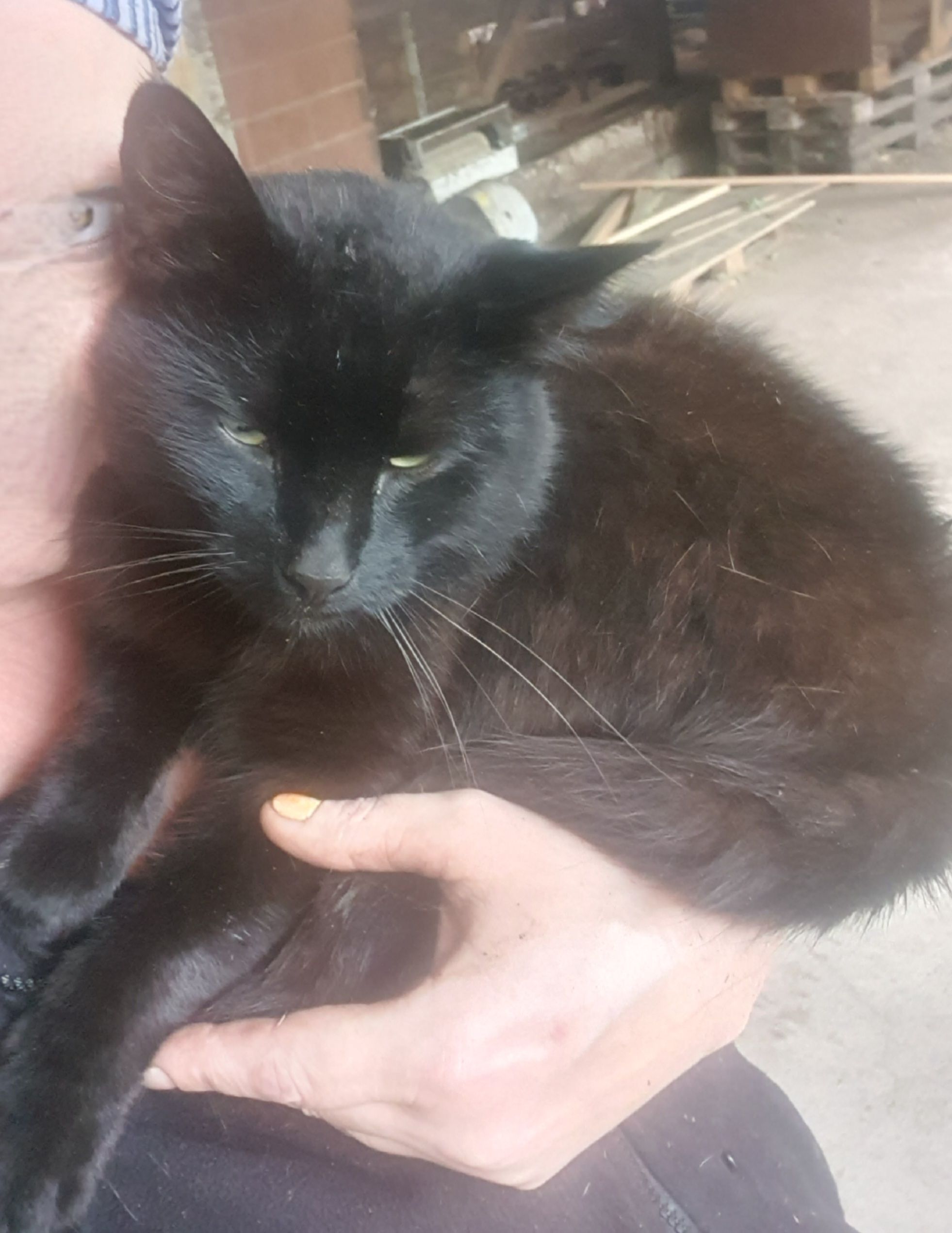 Katerchen - Siedlerstraße, Herzlake