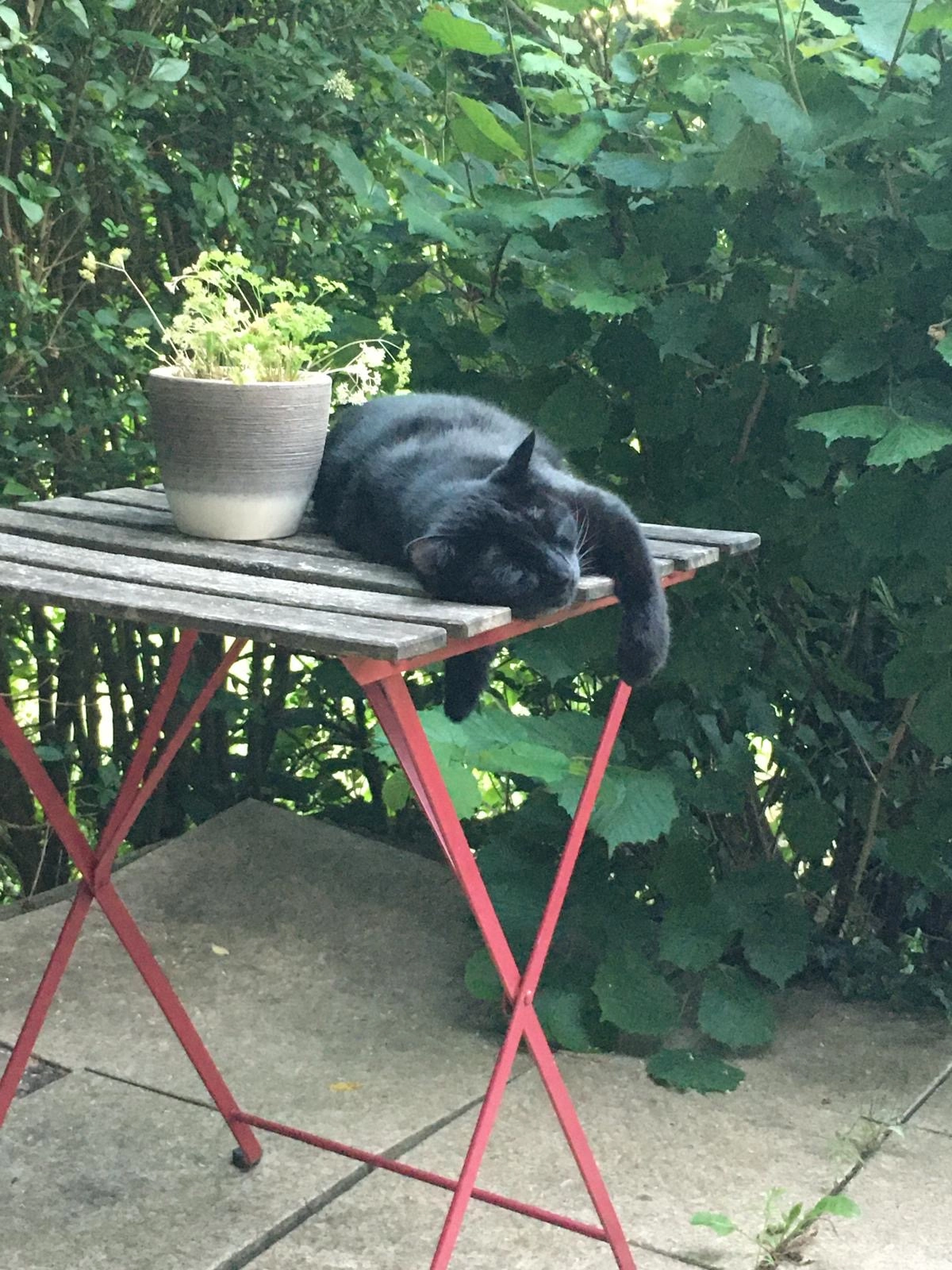 Gina - Am Kubergraben, Kassel