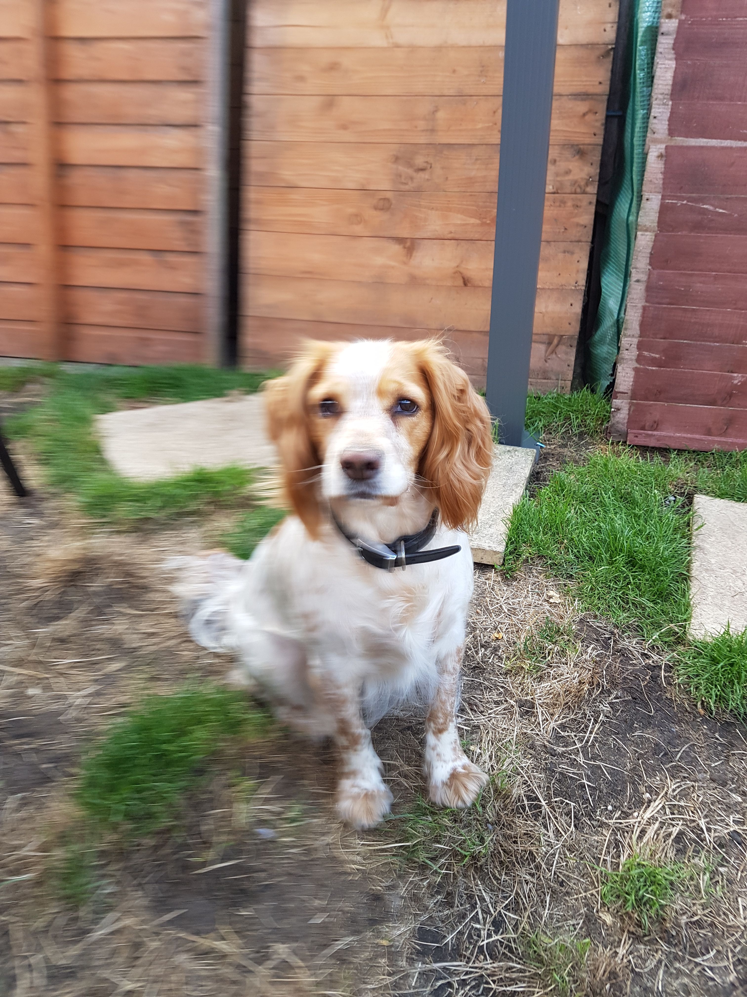 Pippin - Bridge Street, Stowmarket