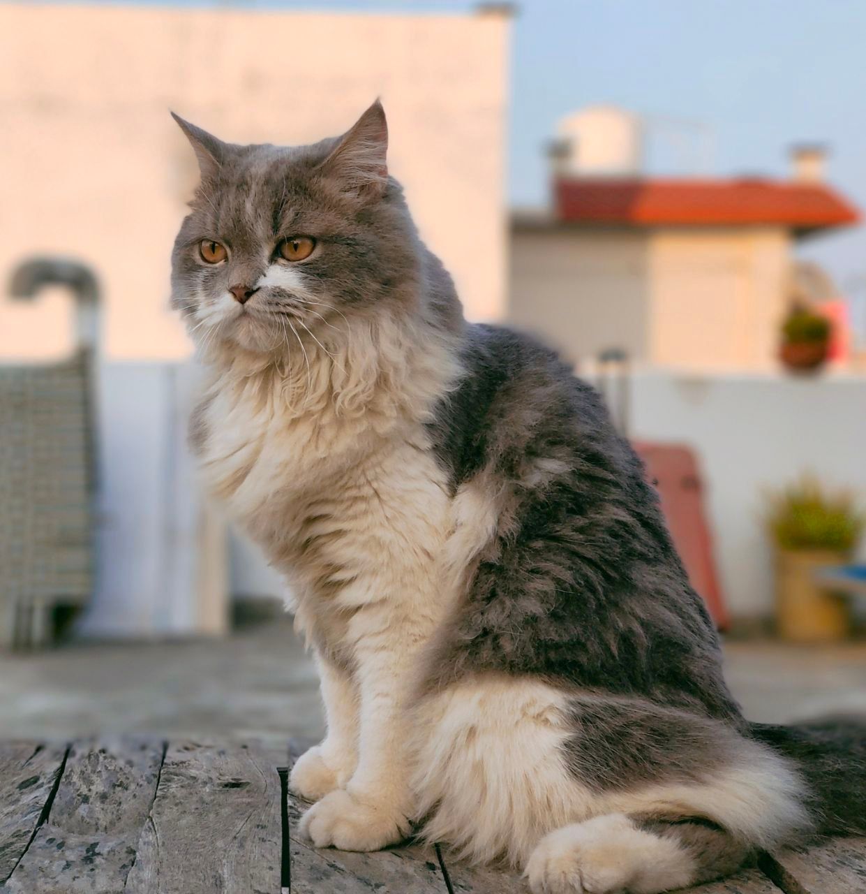 Elish - 244001, Muradabad