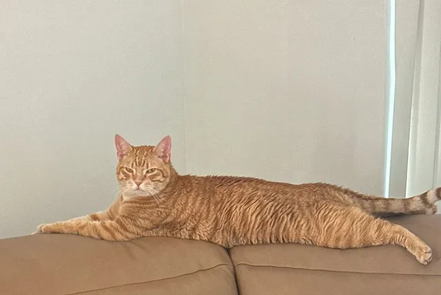 Milo - 932 Sunset Rd, West Palm Beach
