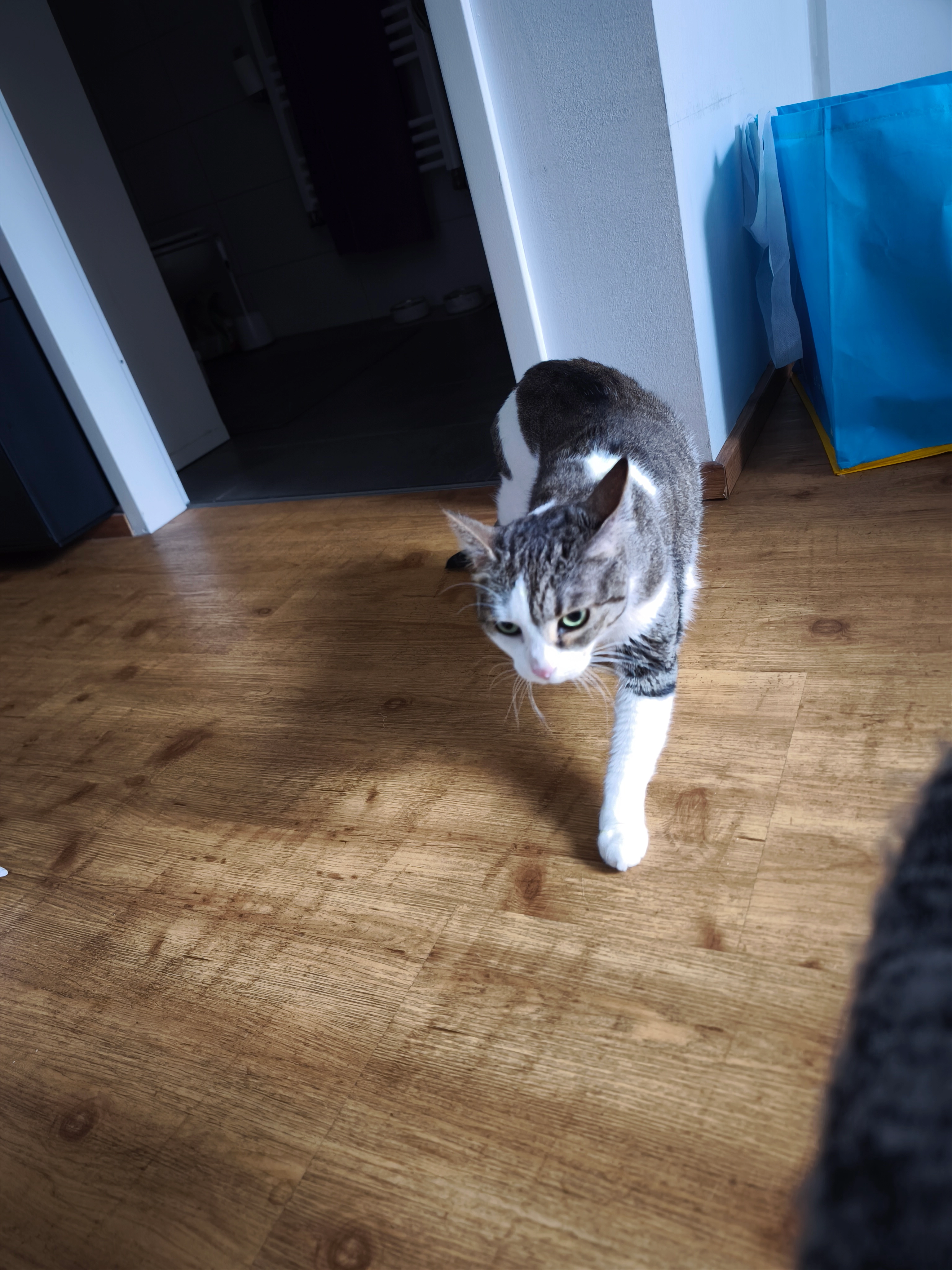 Mausekind - Route De Hessenheim, Hessenheim