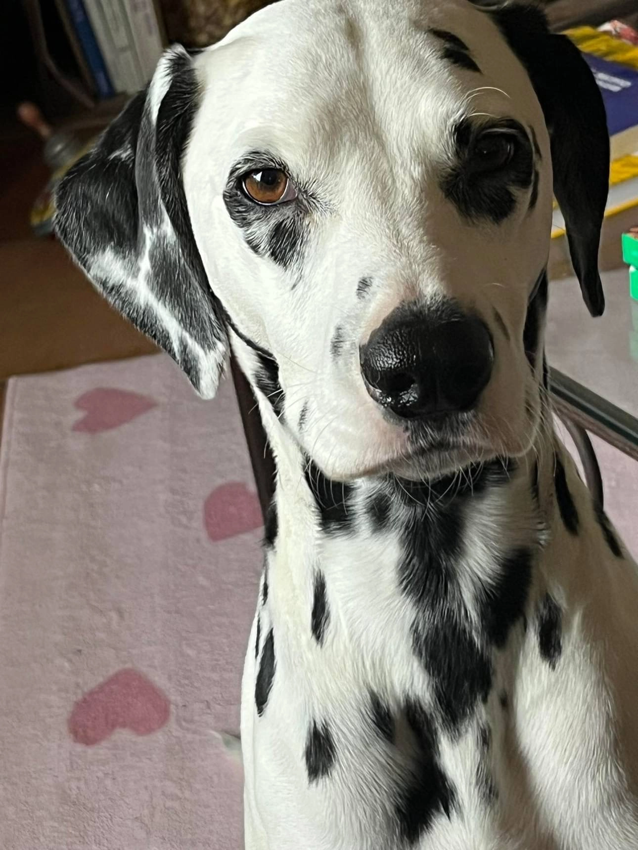 Pépette - Avenue Du Moulin De Tourtourel, Lavérune