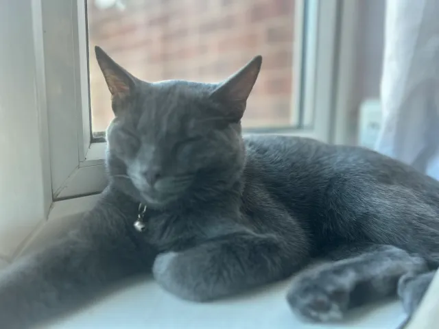 Simba - Arreton Close, Leicester