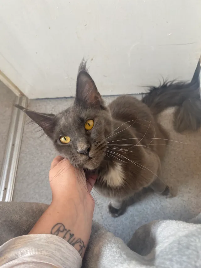 Nala - Hillburn Drive, Birkenhead