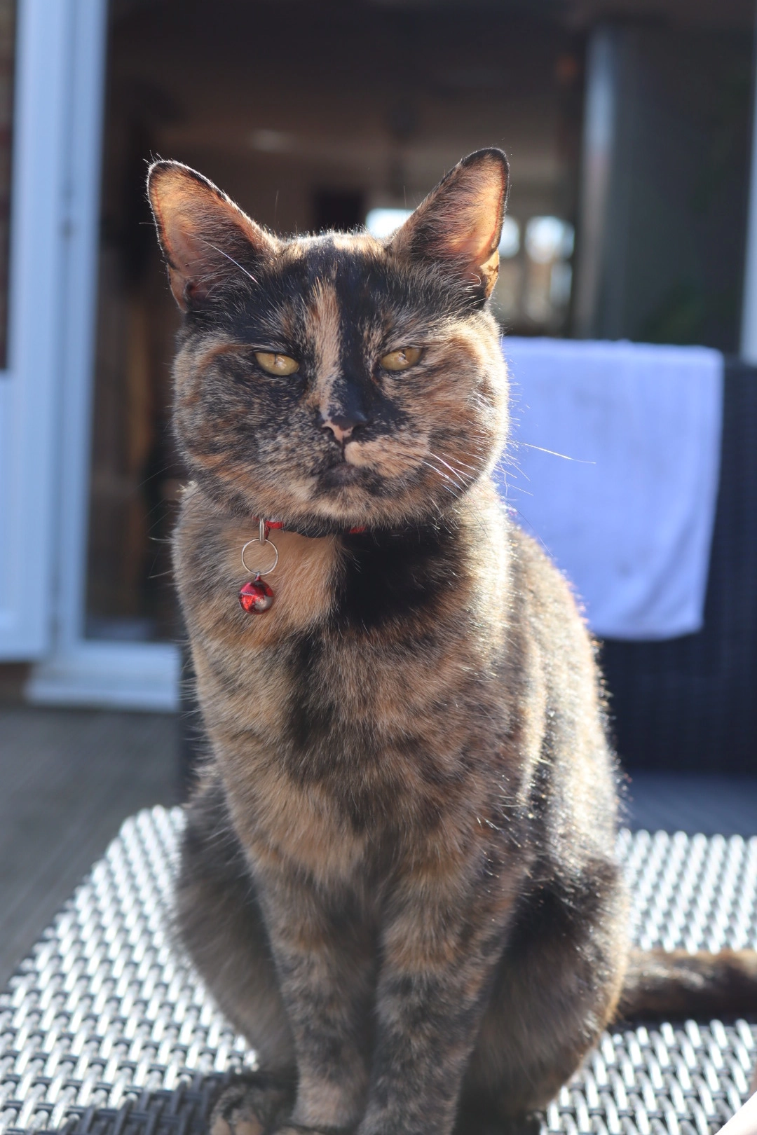 Nala - Pridmore Road, Snodland