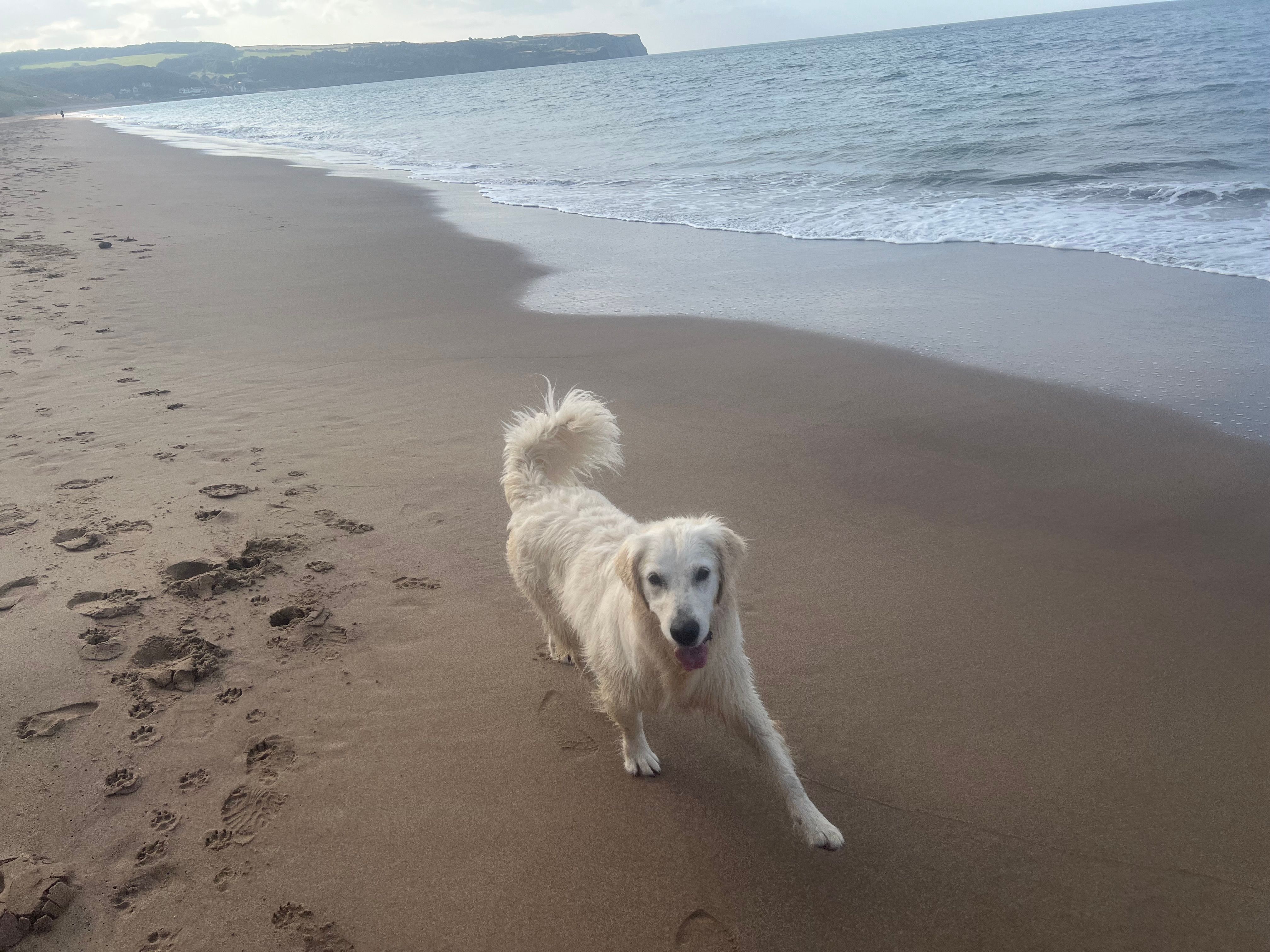 Winnie - Twentywell Lane, Sheffield