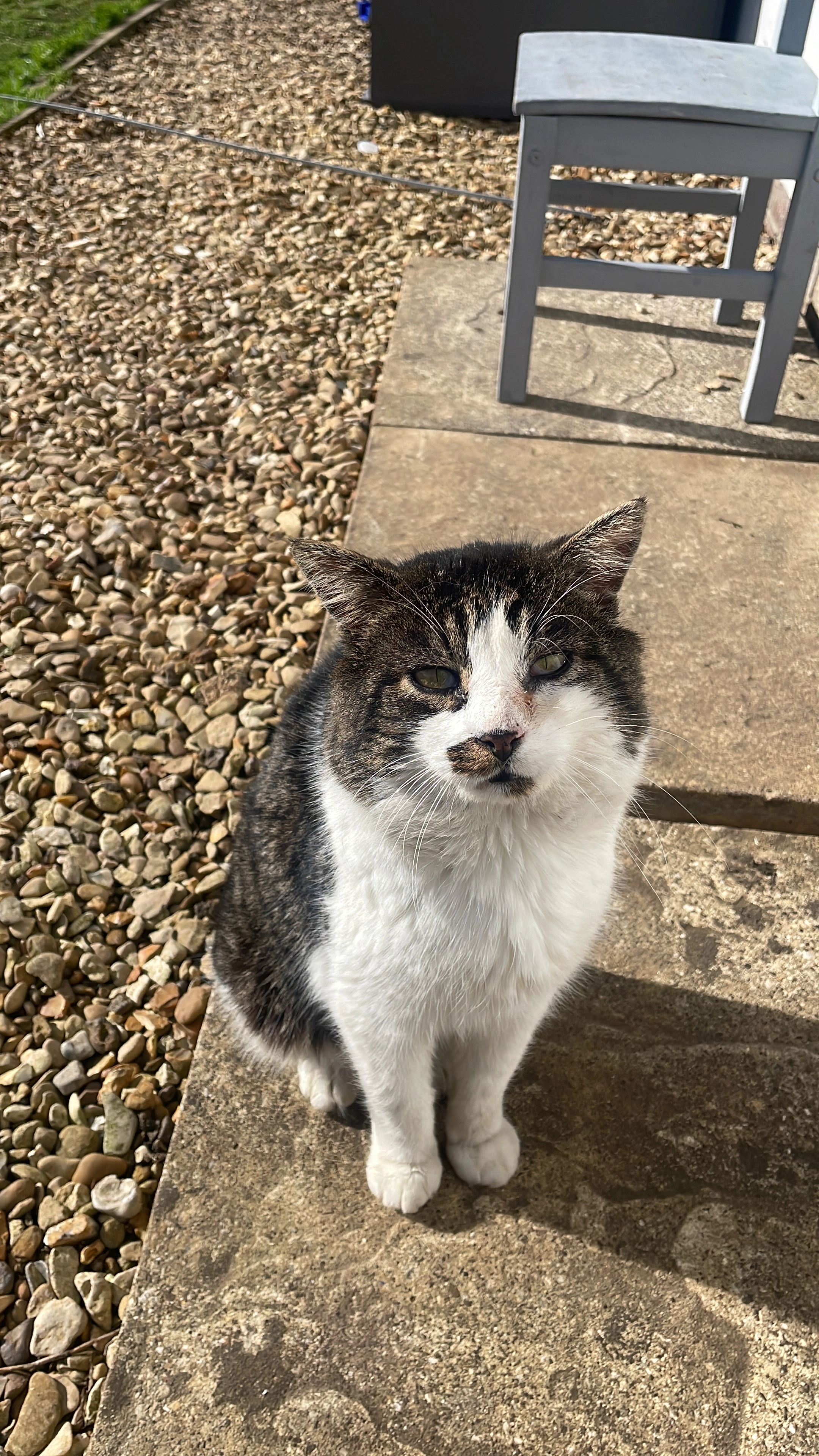 Muezza - Spalding Road, Bourne