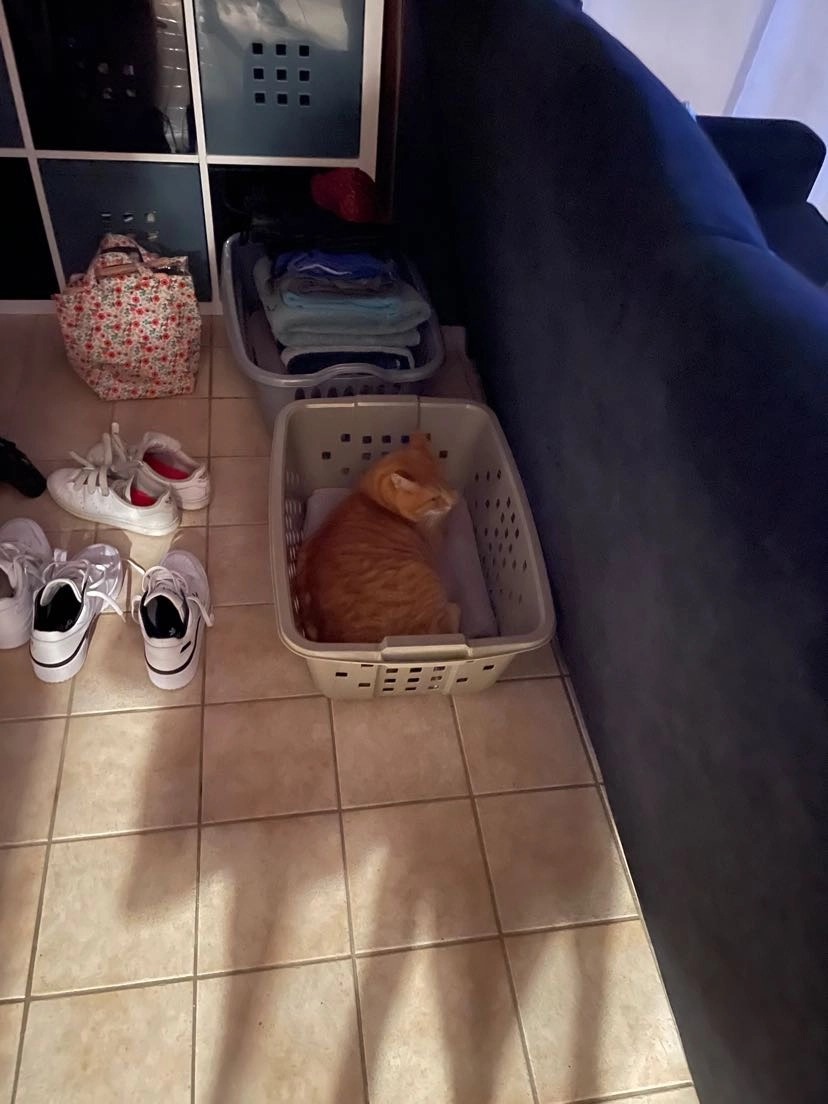 Félix  - Rue du Clos Saint-Hubert, Le Theil-de-Bretagne