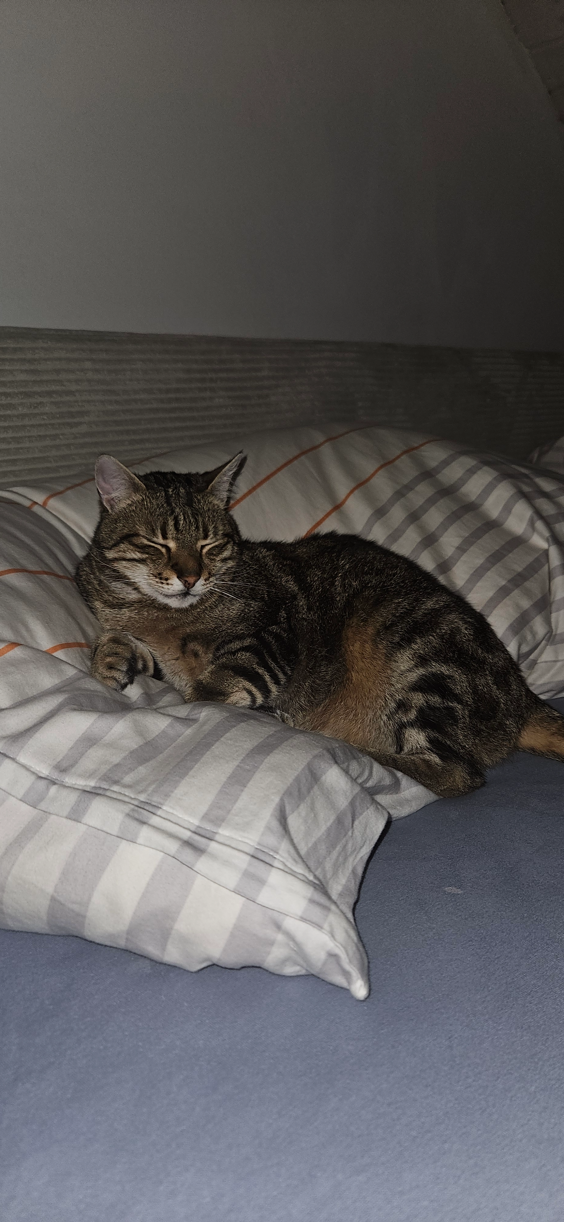 Balu  - Am Burgrain, Pfedelbach