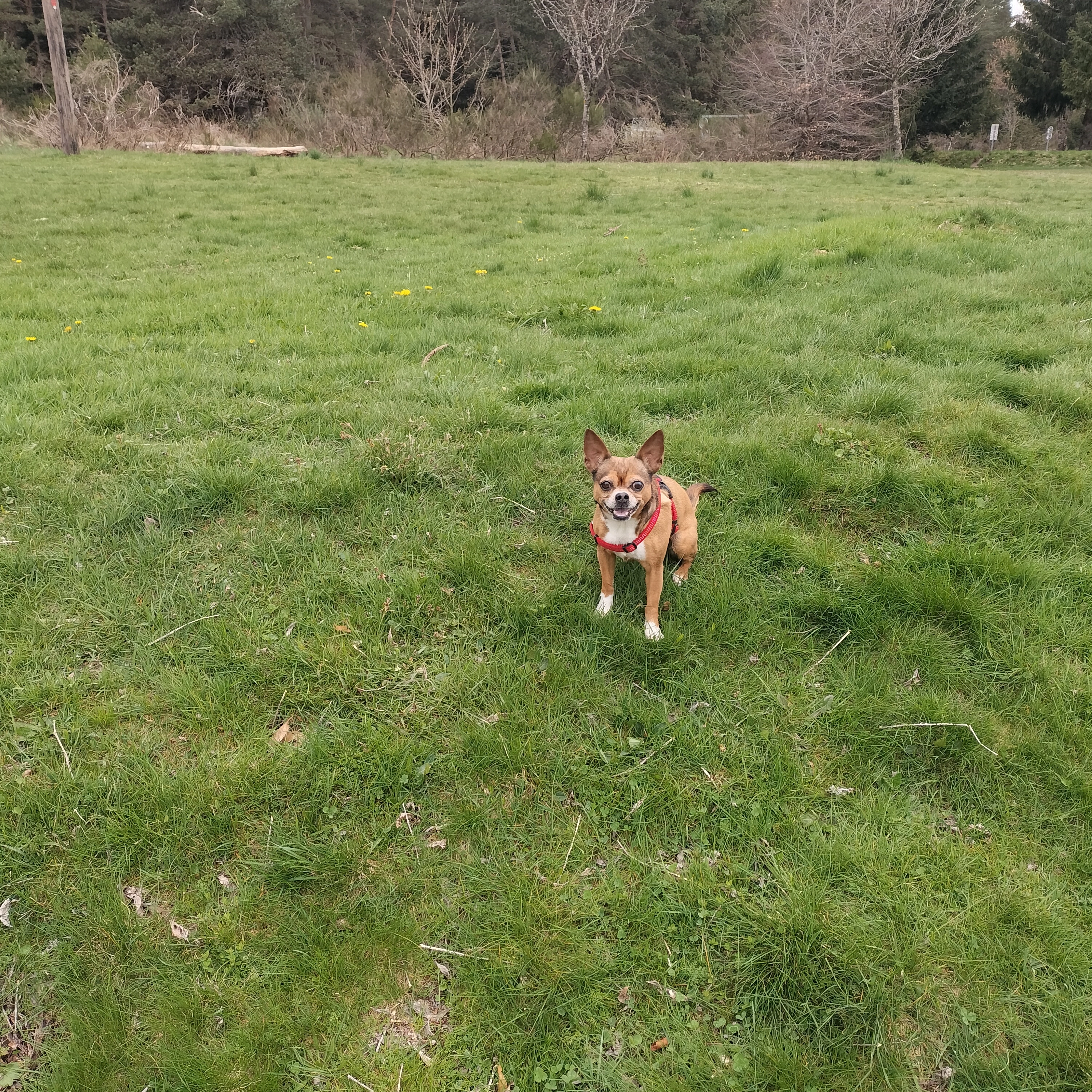 Bella - Rue Des Bergeronnettes, Cournonsec