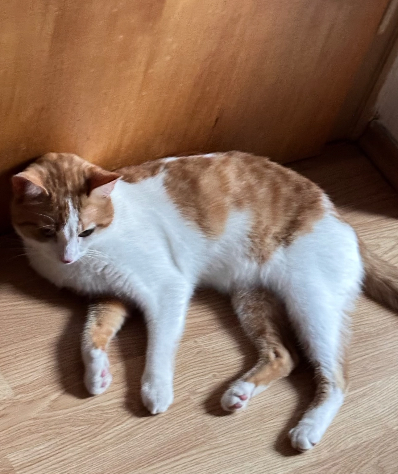 Lucky - 97421, Schweinfurt